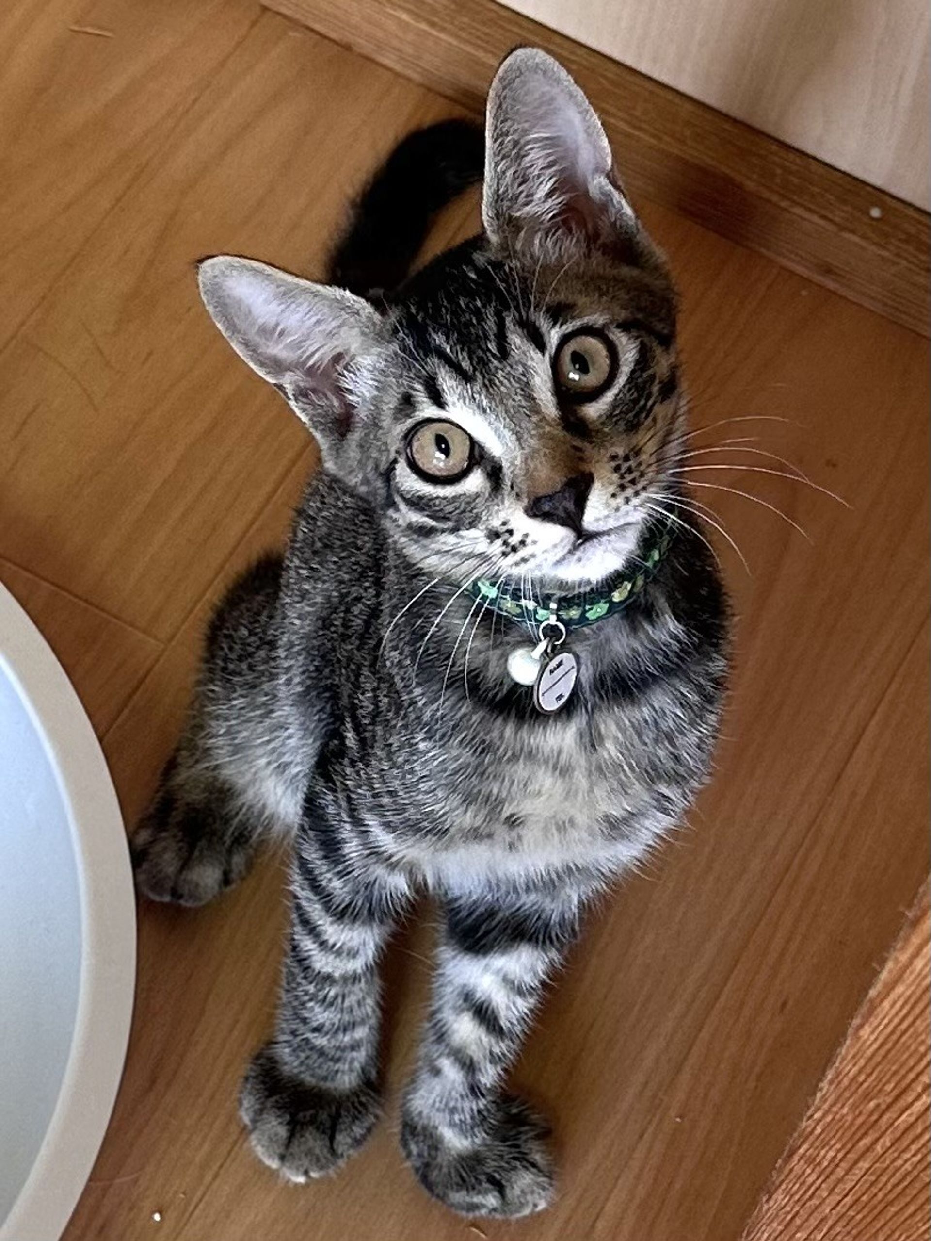 雑種（ミックス猫）・オスの里親募集の写真