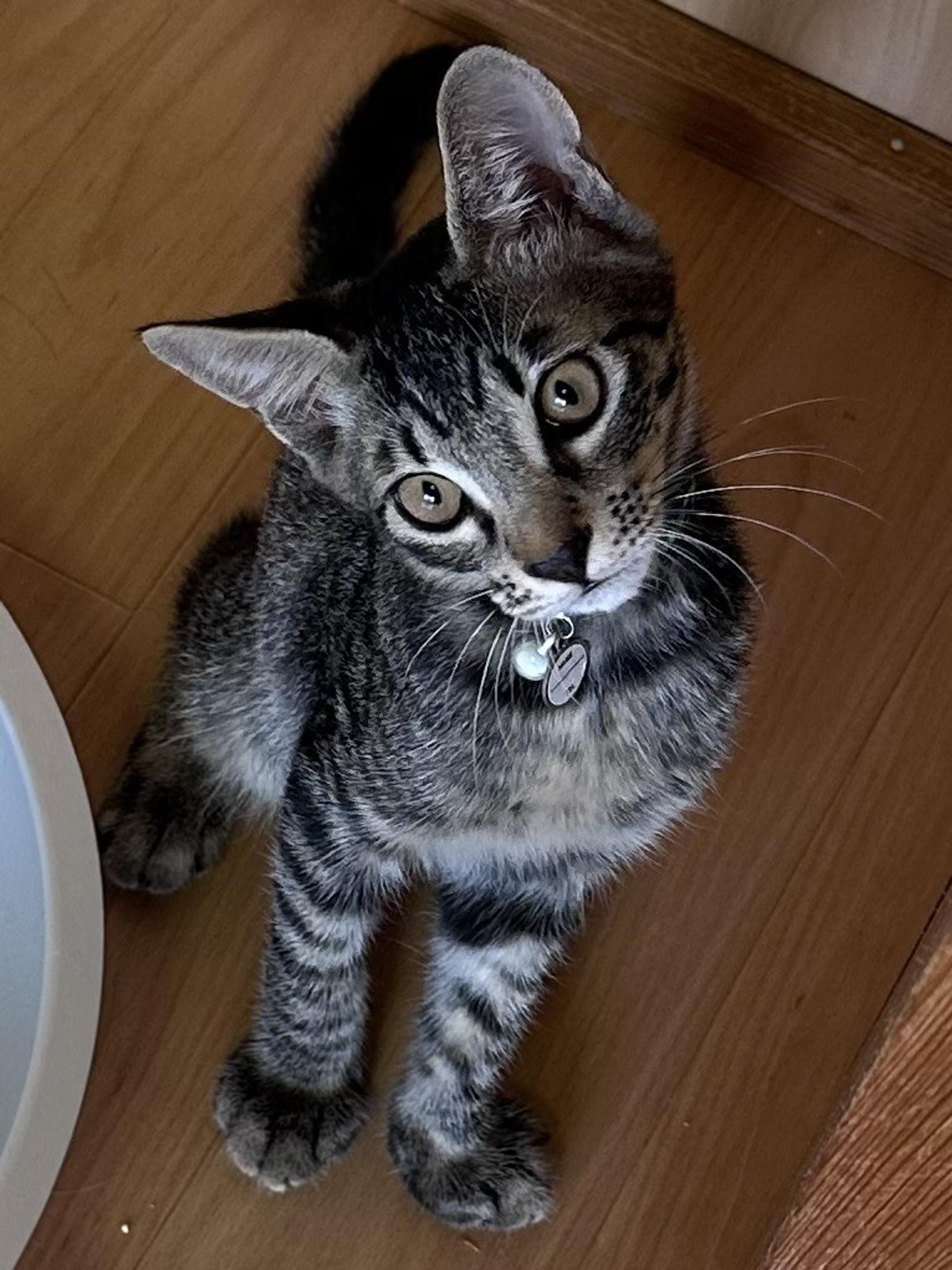 pet-image-3