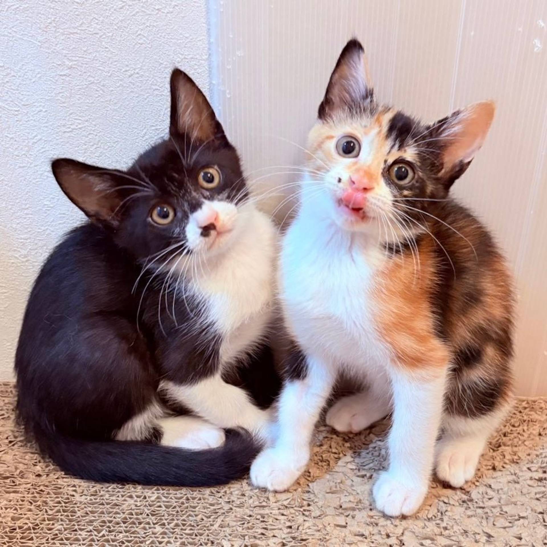雑種（ミックス猫）・メスの里親募集の写真