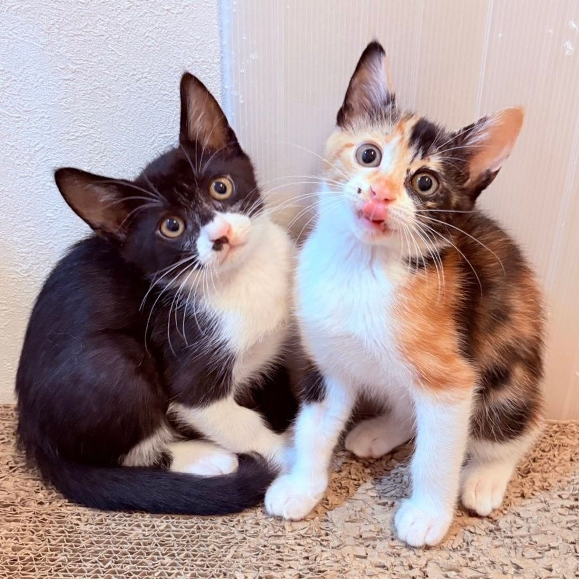 雑種（ミックス猫）・メスの里親募集の写真