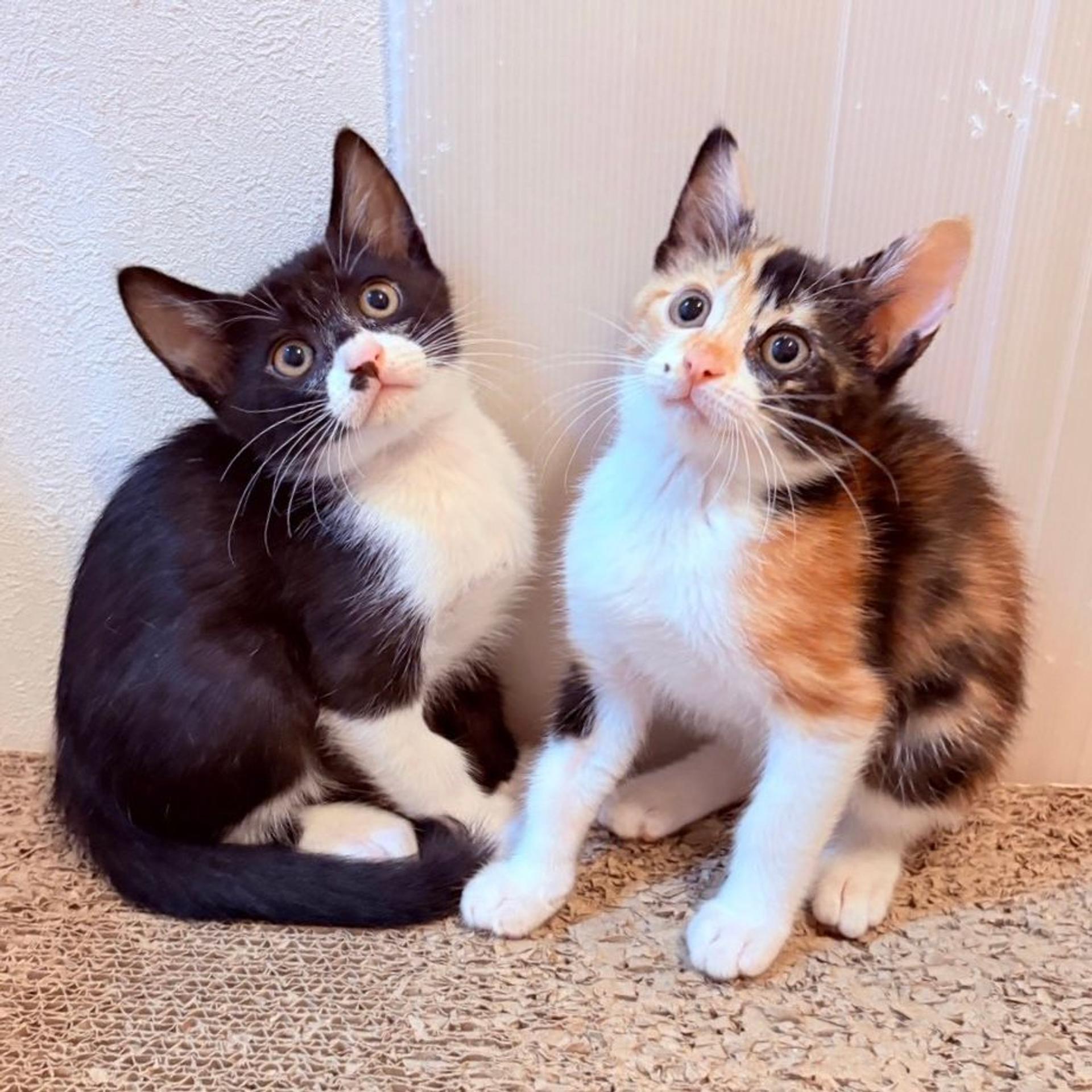 pet-image-9