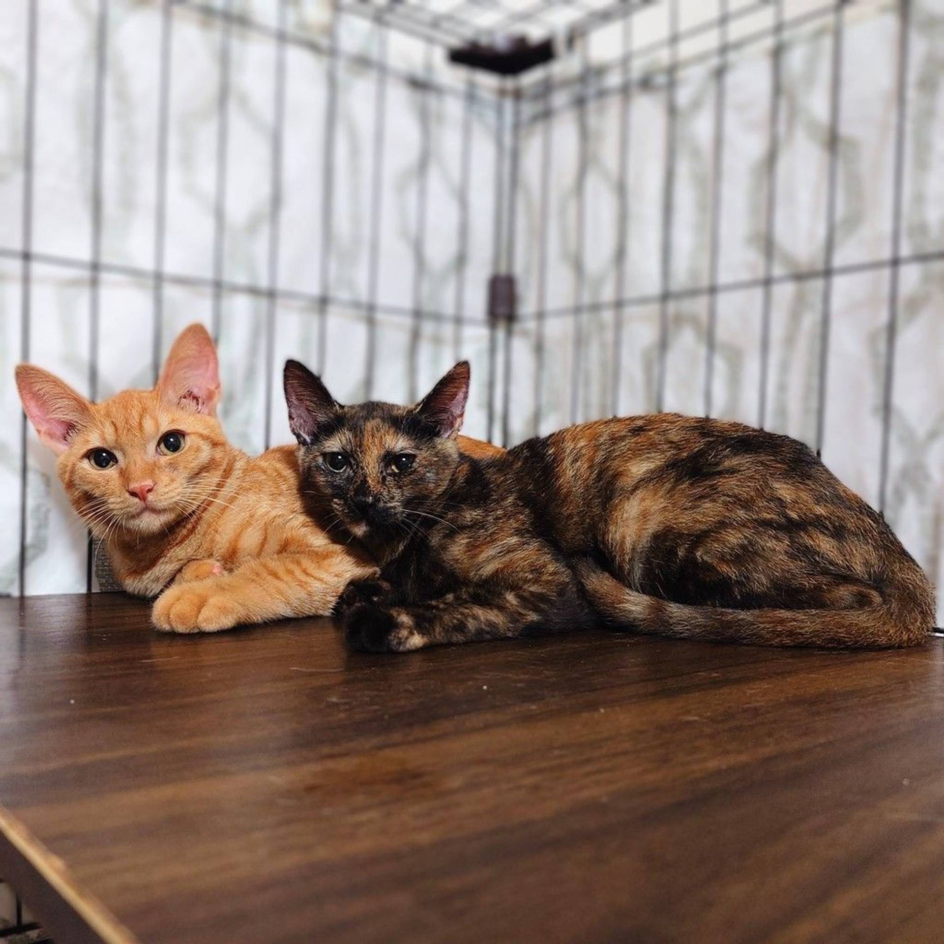 雑種（ミックス猫）・オスの里親募集の写真
