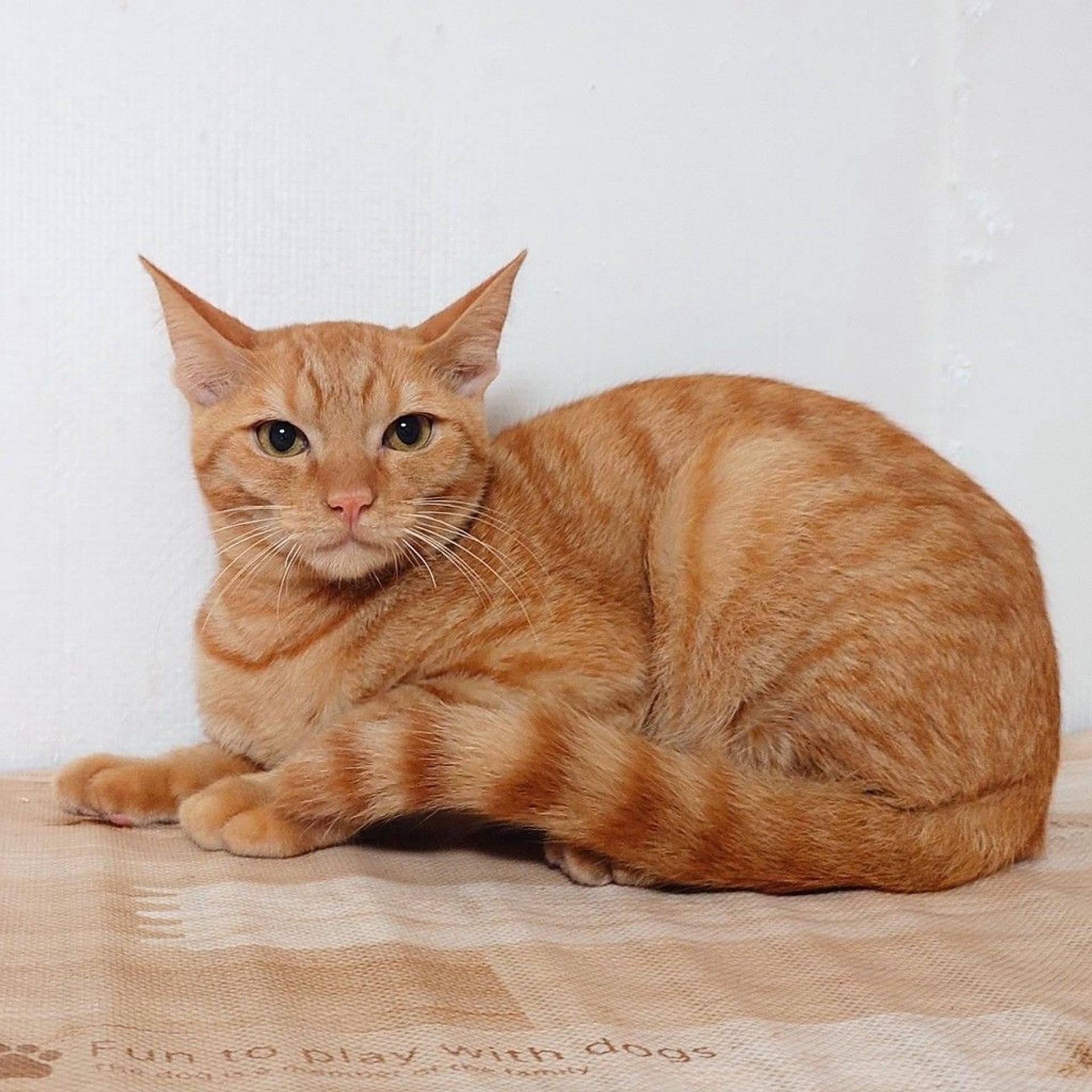 pet-image-3