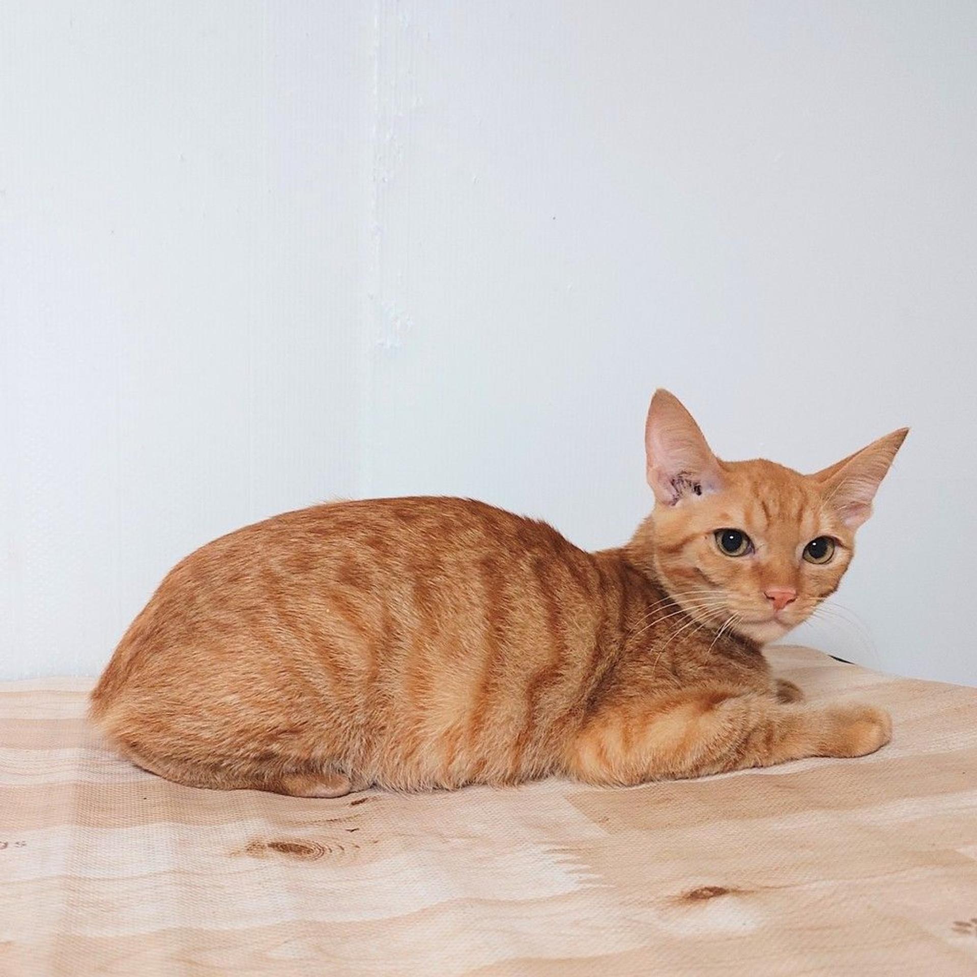 pet-image-8