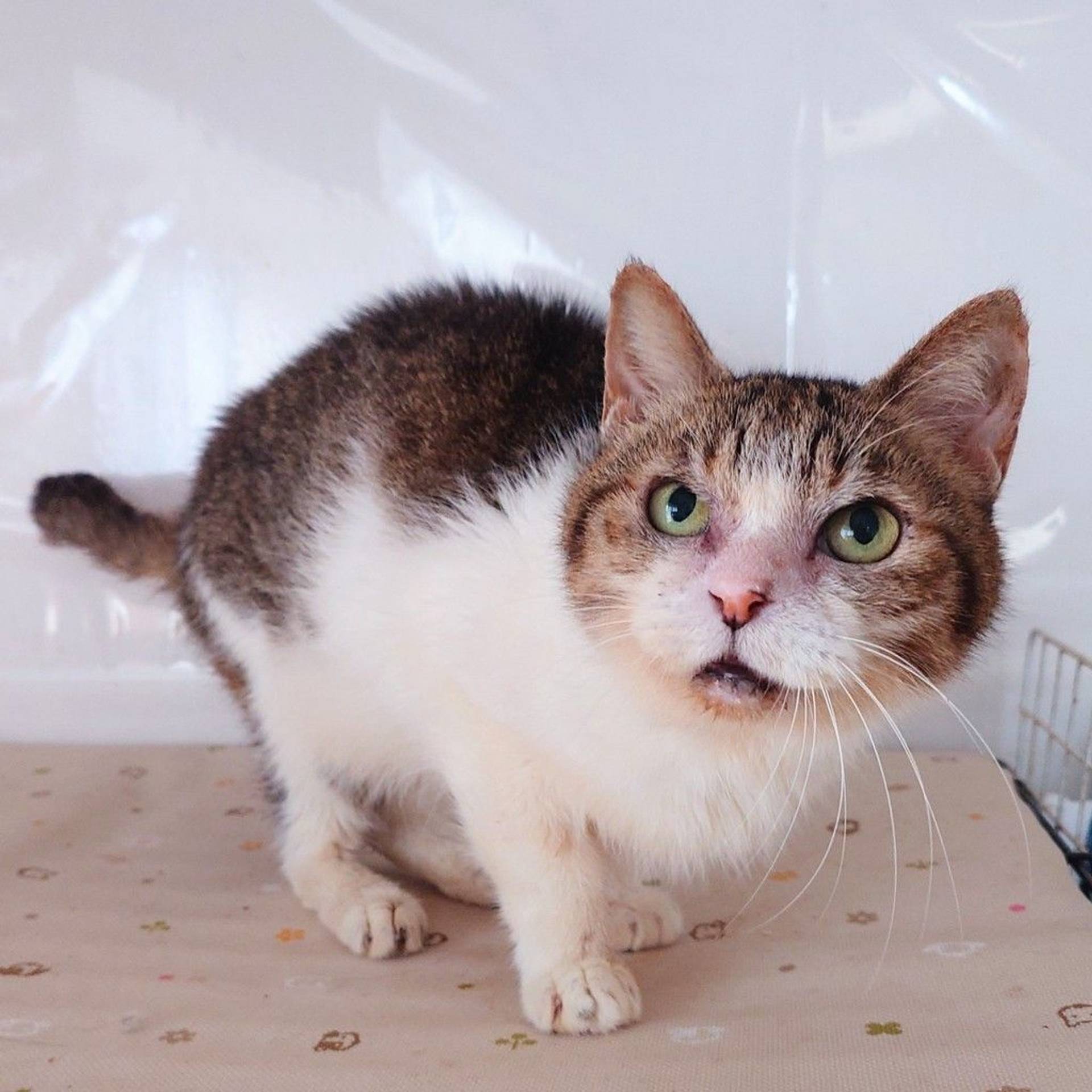 雑種（ミックス猫）・オスの里親募集の写真