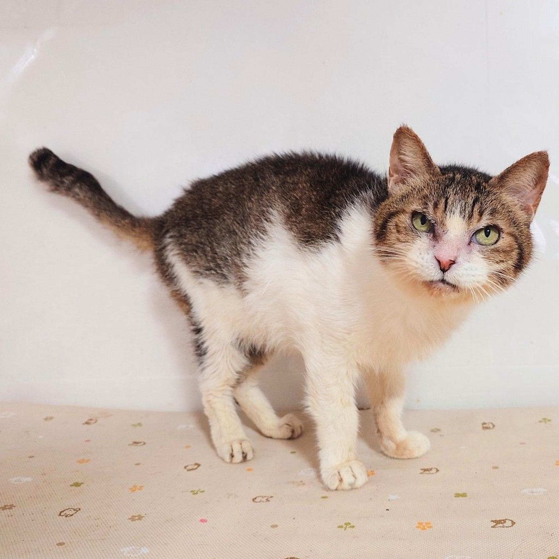 pet-image-5