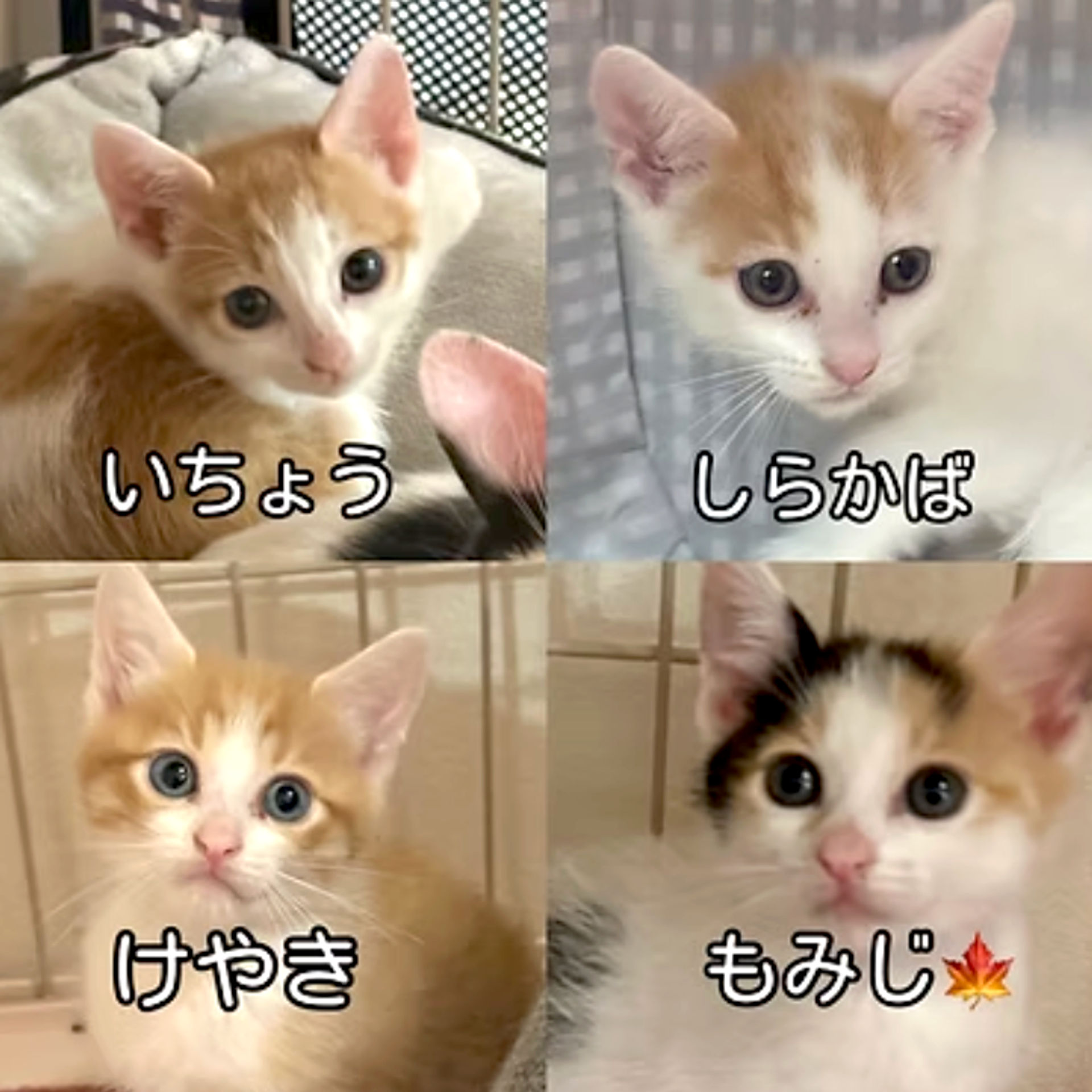 雑種（ミックス猫）・メスの里親募集の写真
