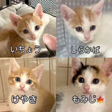 ひなたファミリーの写真
