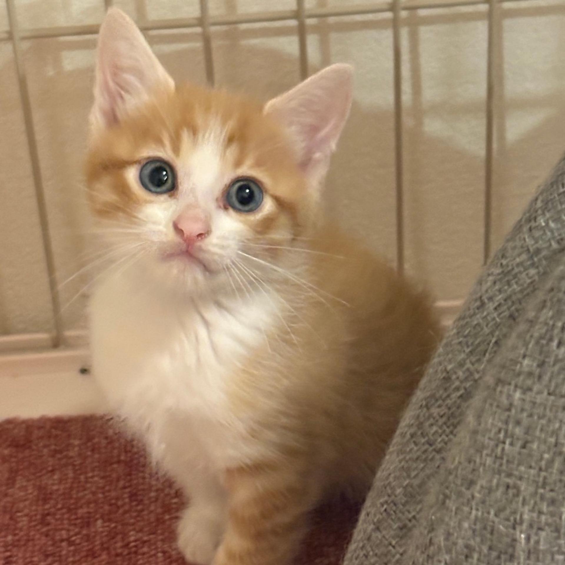 pet-image-3
