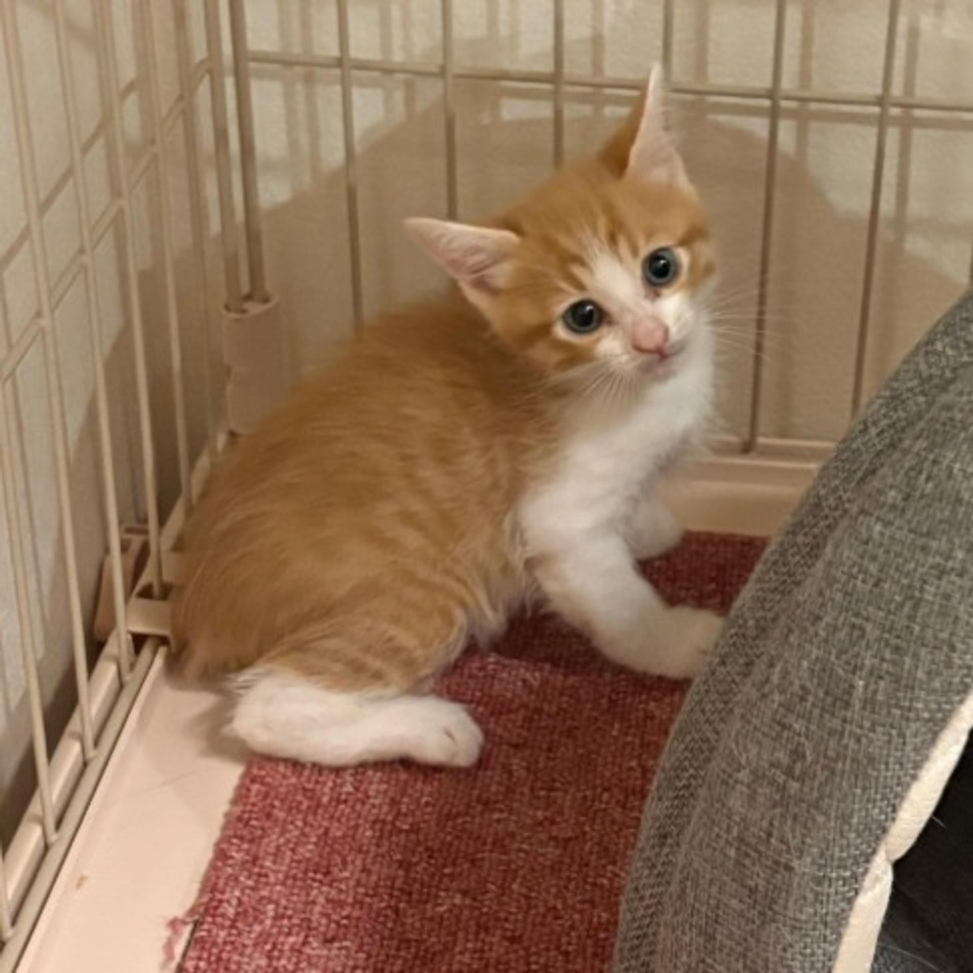 pet-image-5