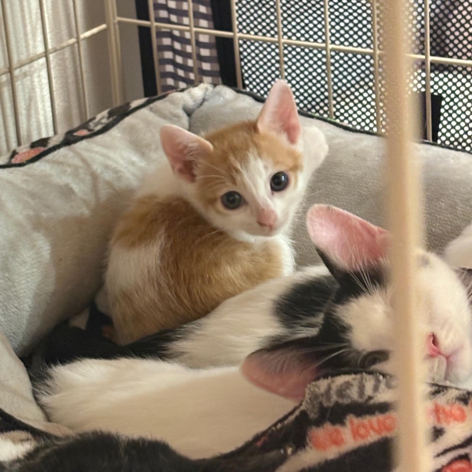 pet-image-7