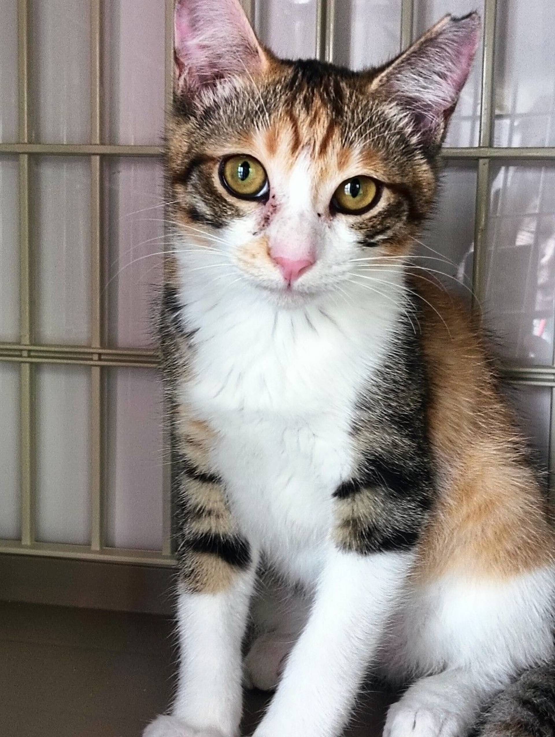 雑種（ミックス猫）・メスの里親募集の写真