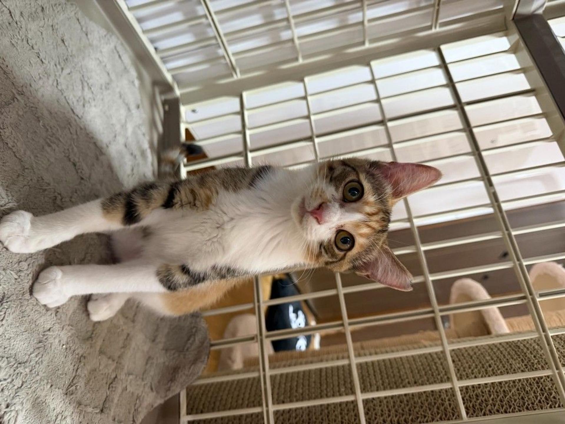 pet-image-5