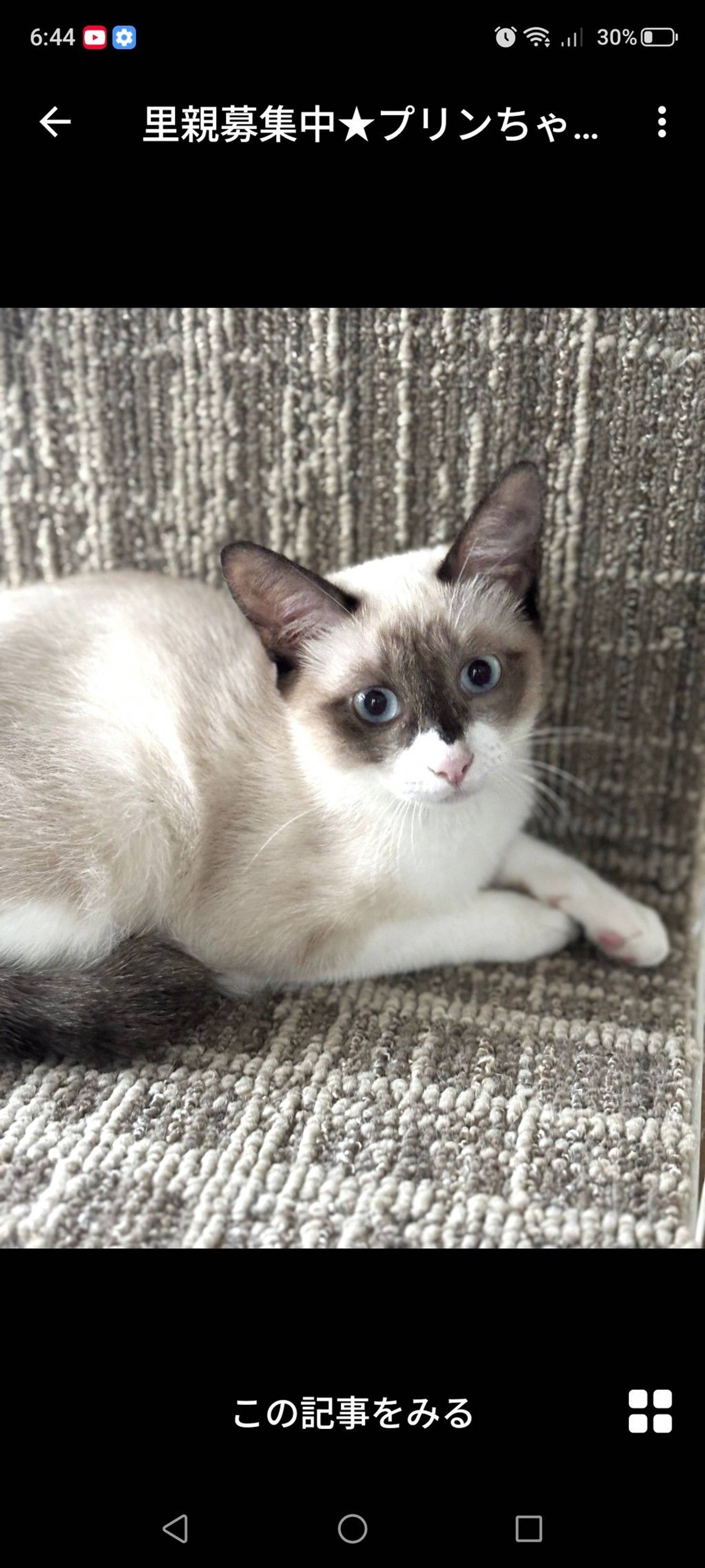雑種（ミックス猫）・メスの里親募集の写真
