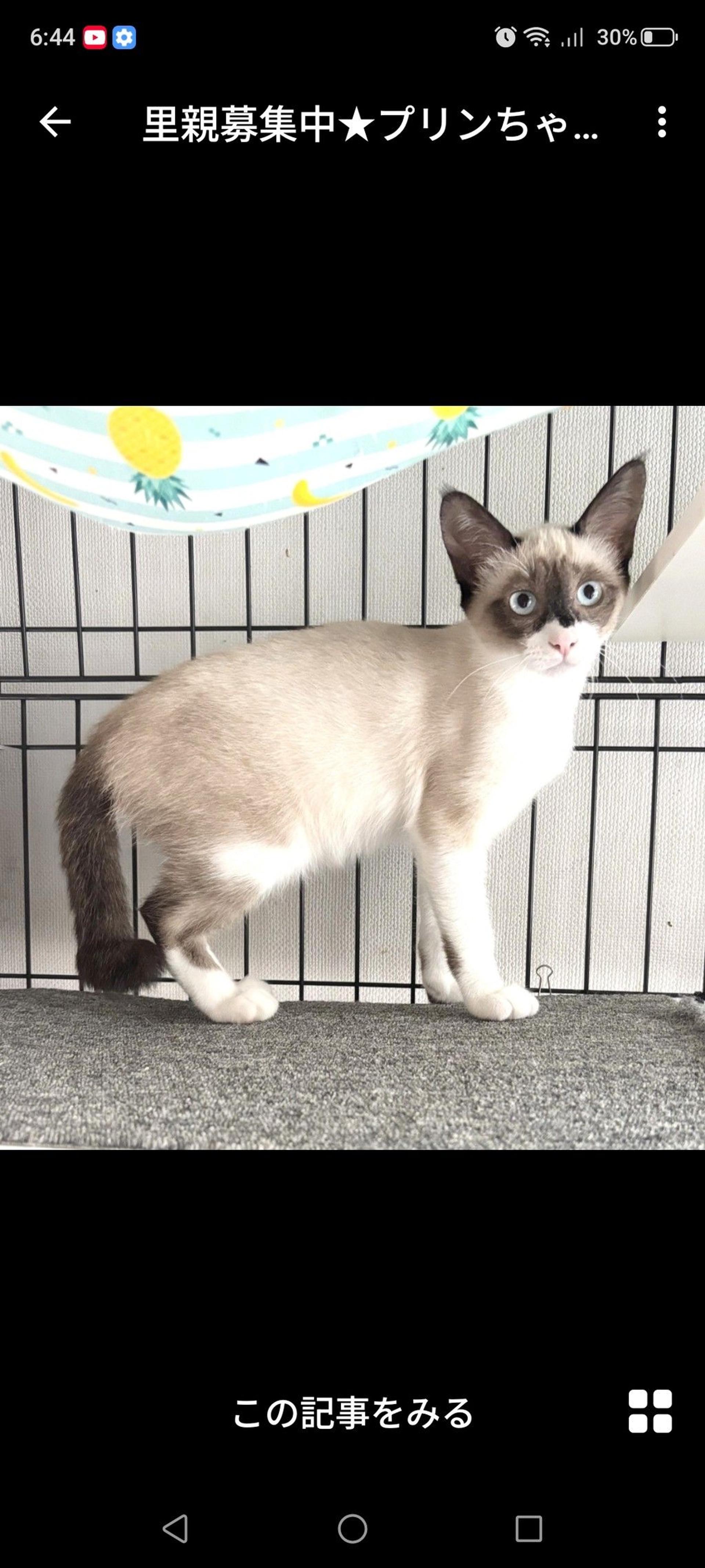 pet-image-2