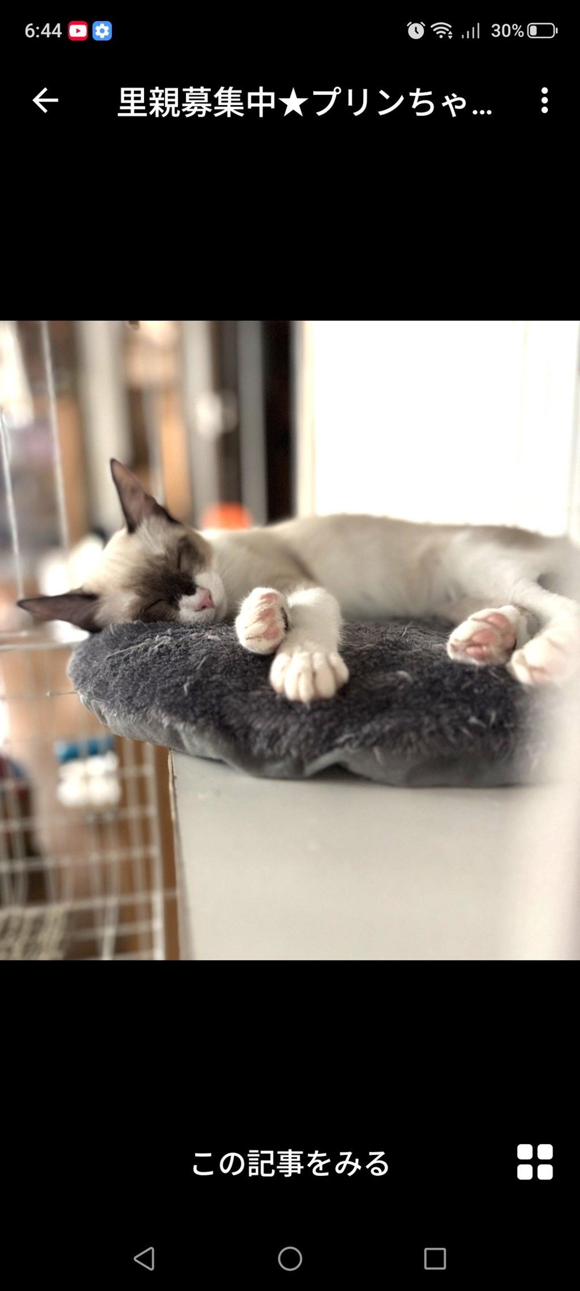 pet-image-3