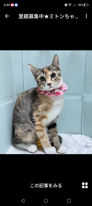 ミトンちゃんの写真