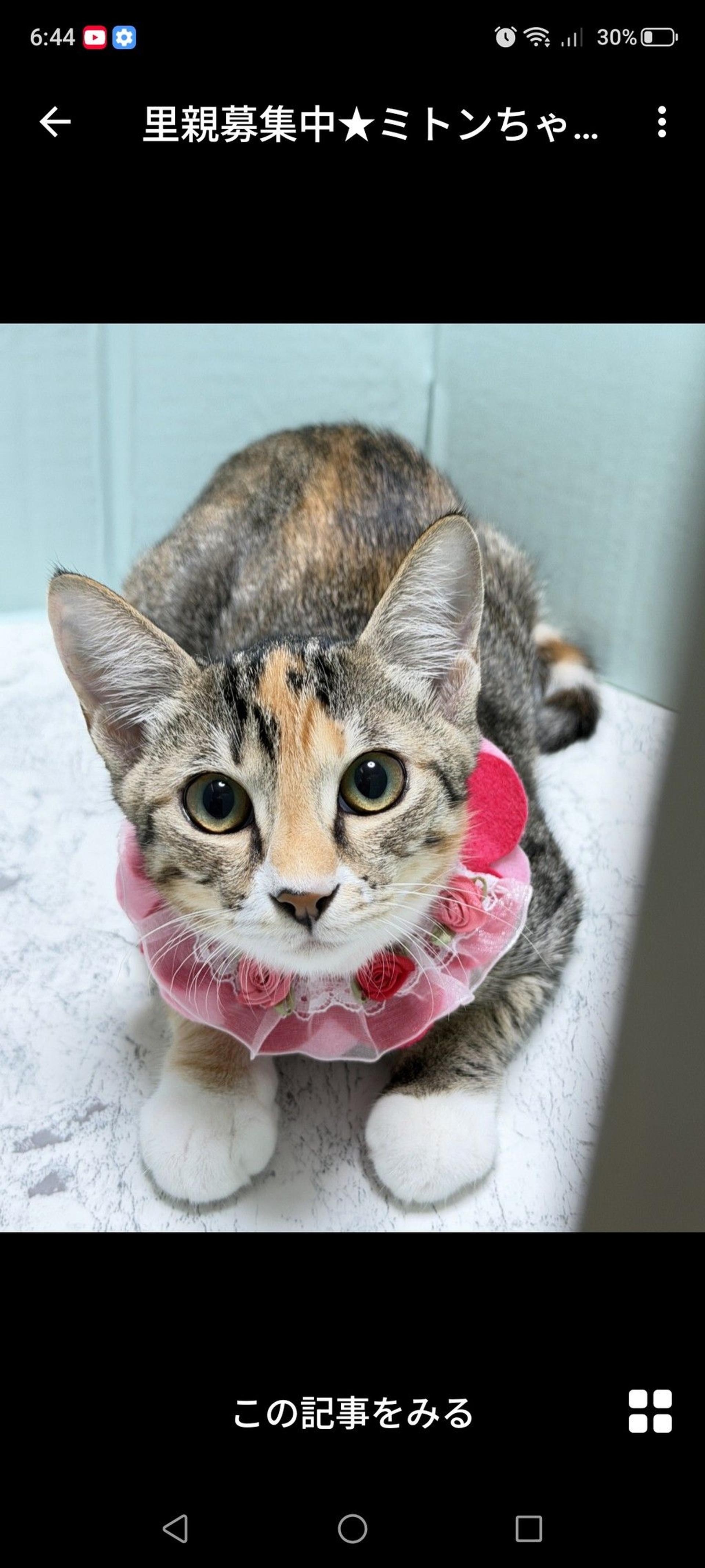 pet-image-2