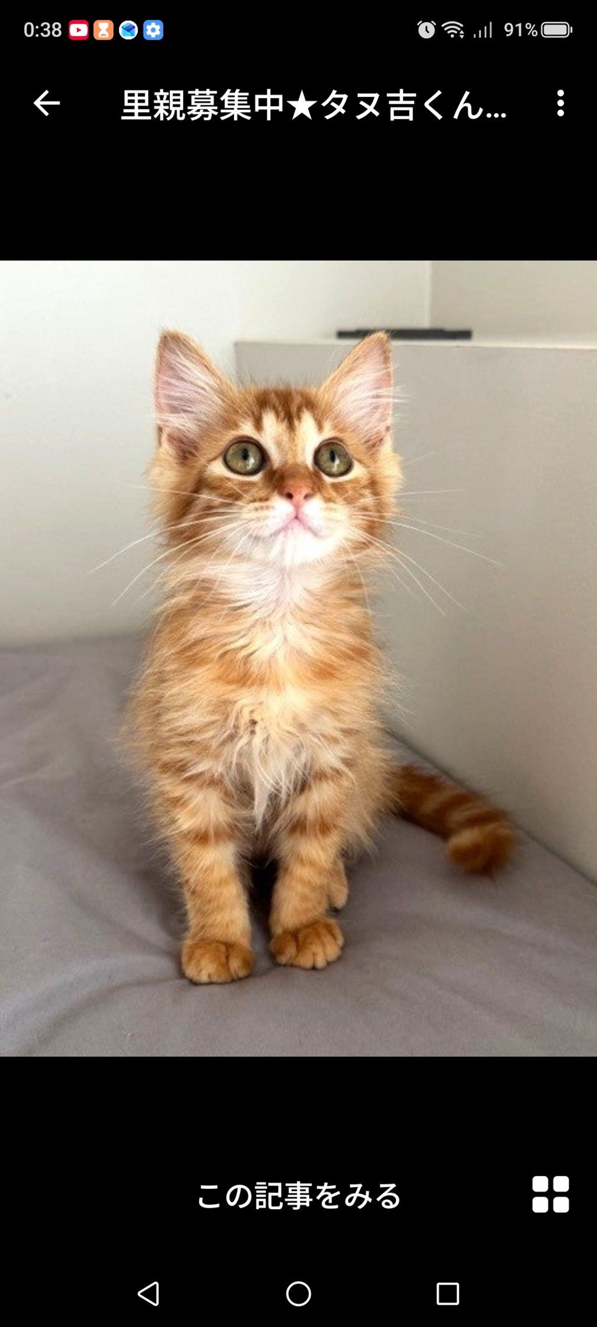 雑種（ミックス猫）・オスの里親募集の写真
