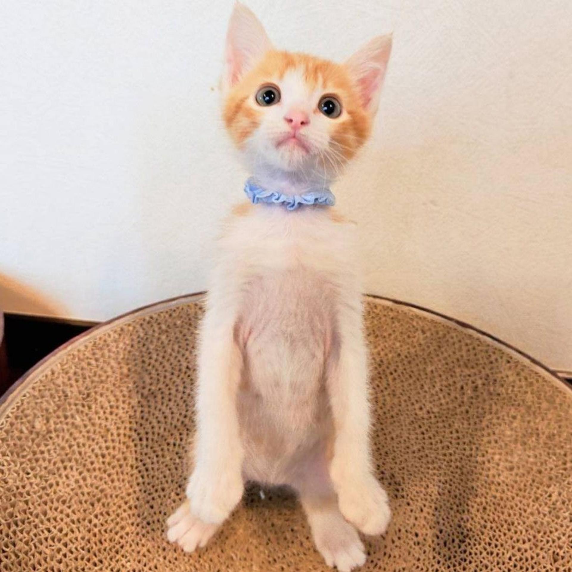 pet-image-3
