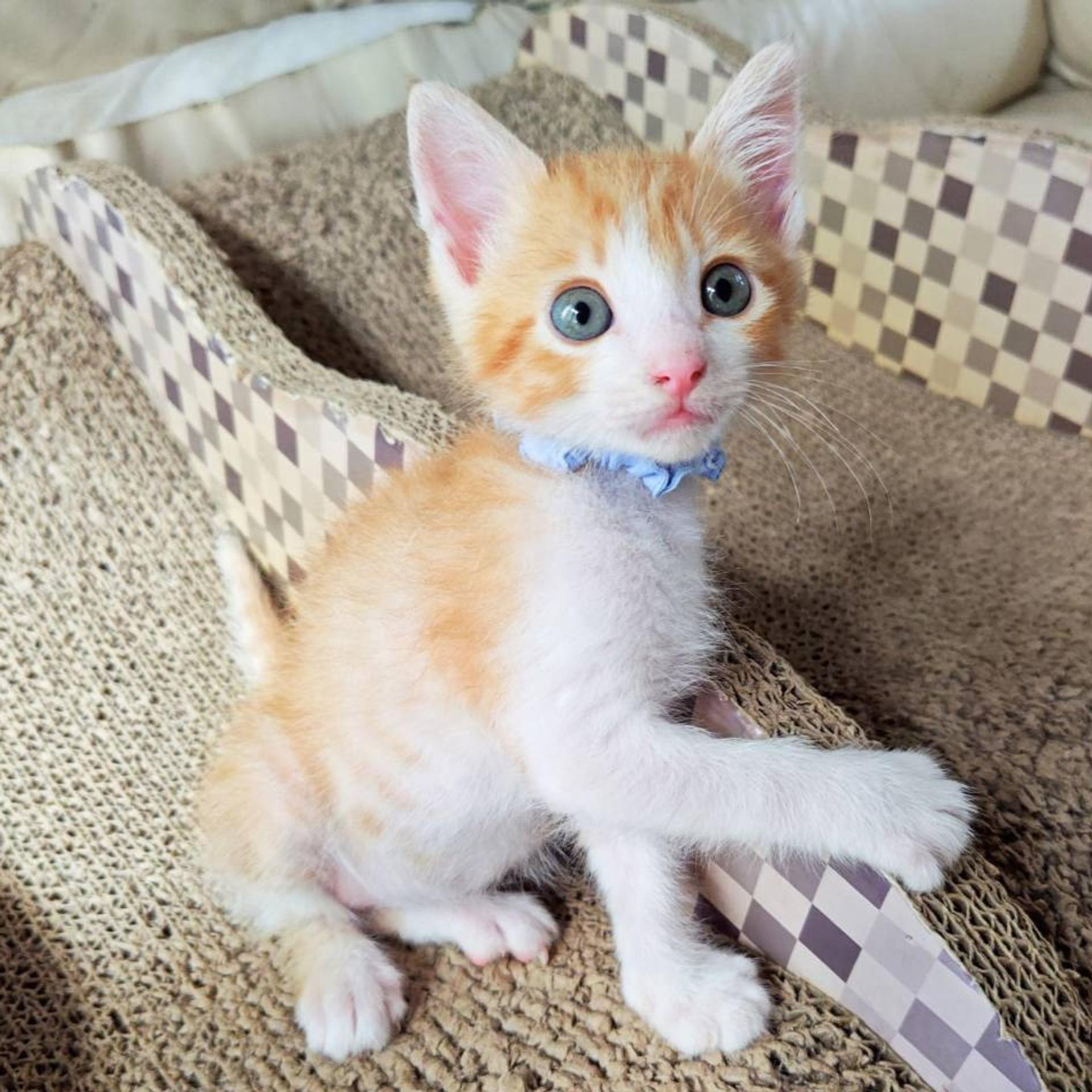 pet-image-5