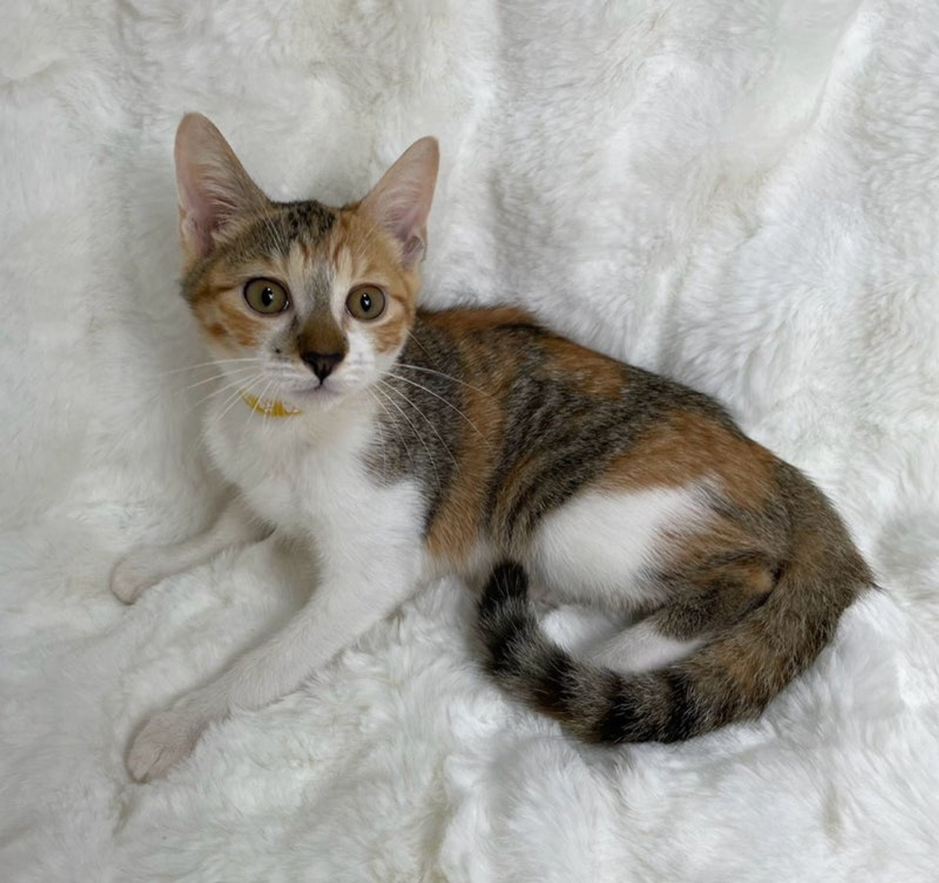 雑種（ミックス猫）・メスの里親募集の写真