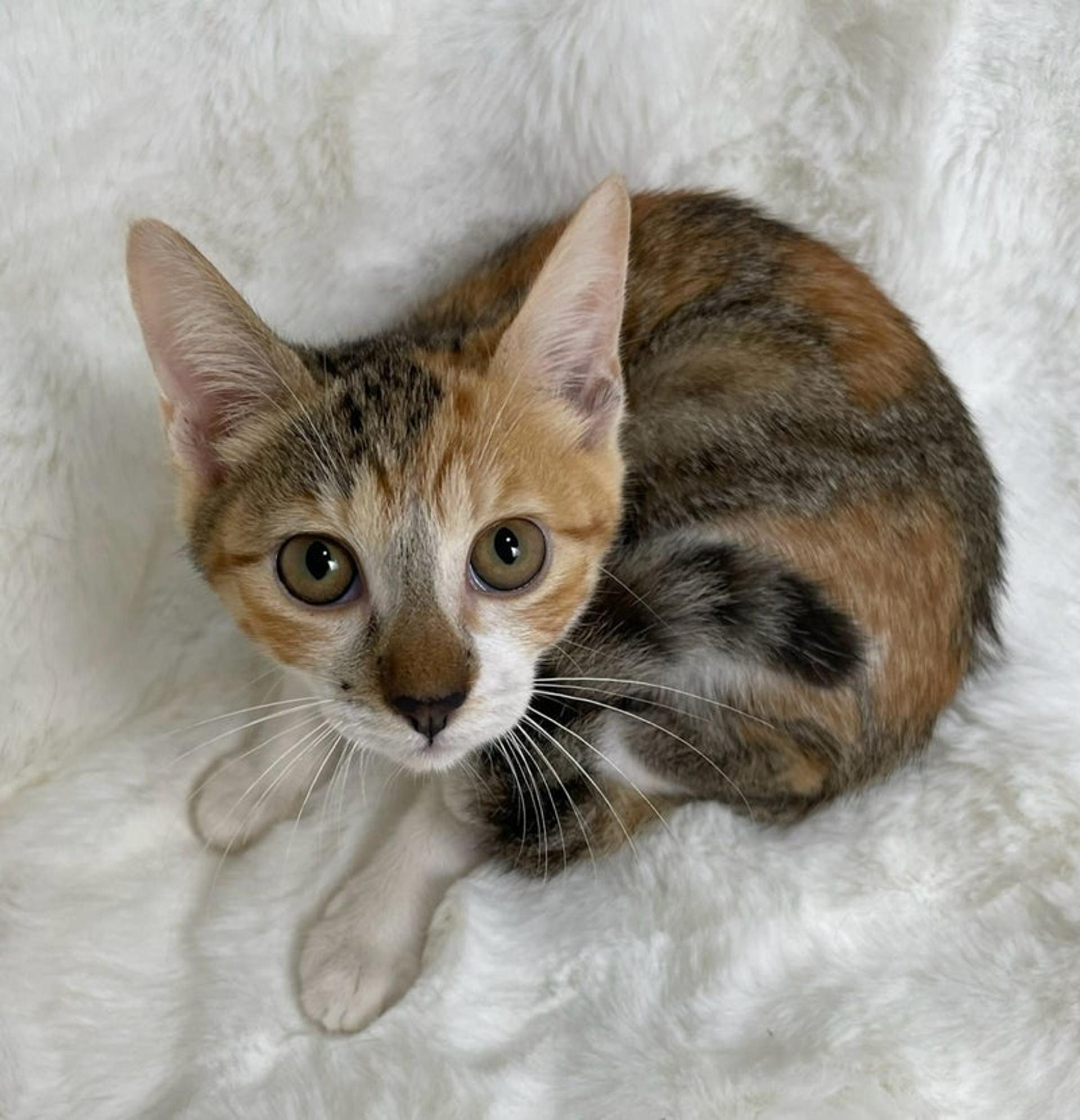 pet-image-4