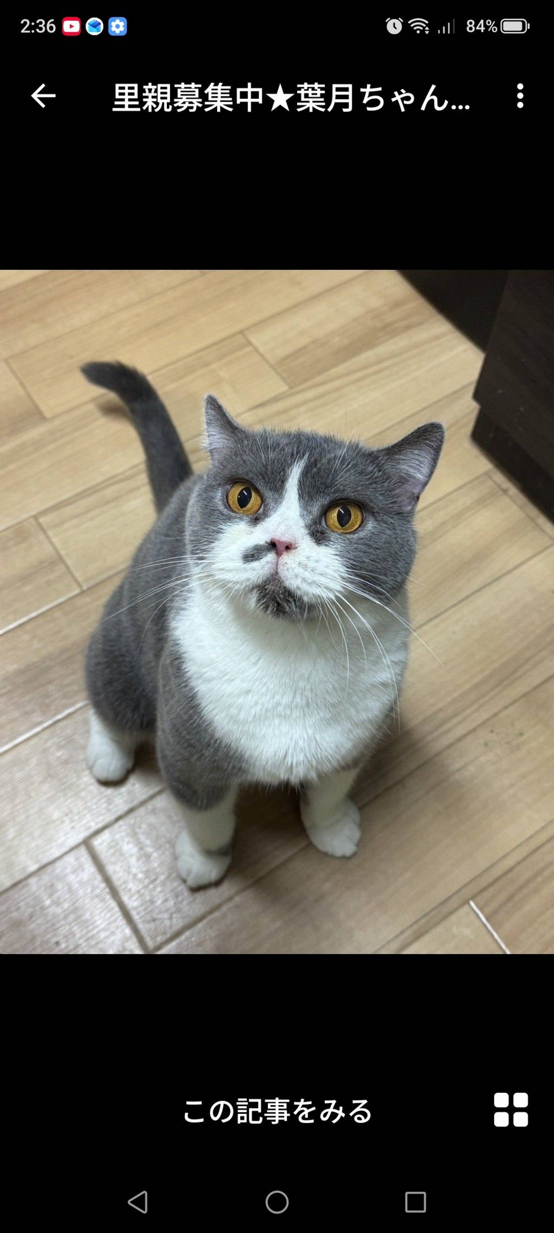 雑種（ミックス猫）・メスの里親募集の写真