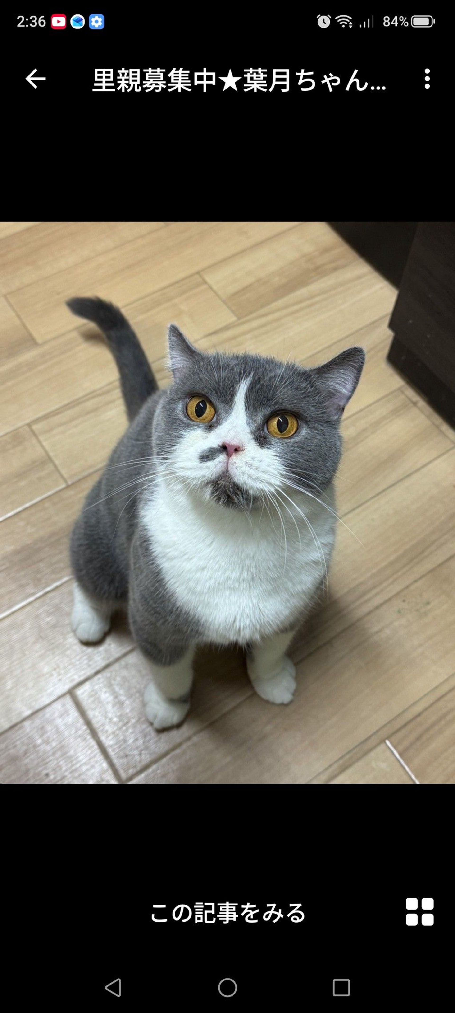 雑種（ミックス猫）・メスの里親募集の写真