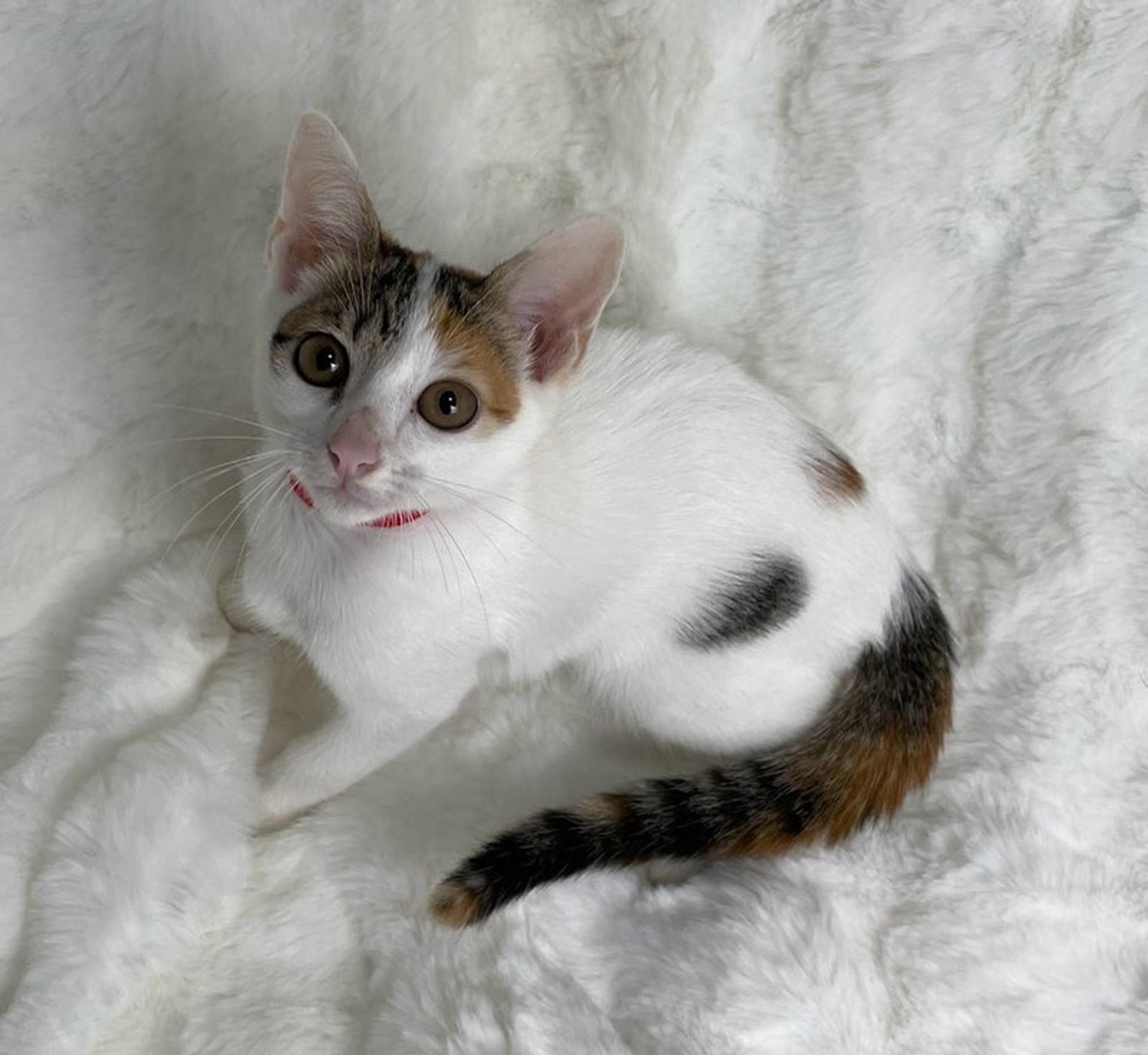 pet-image-4