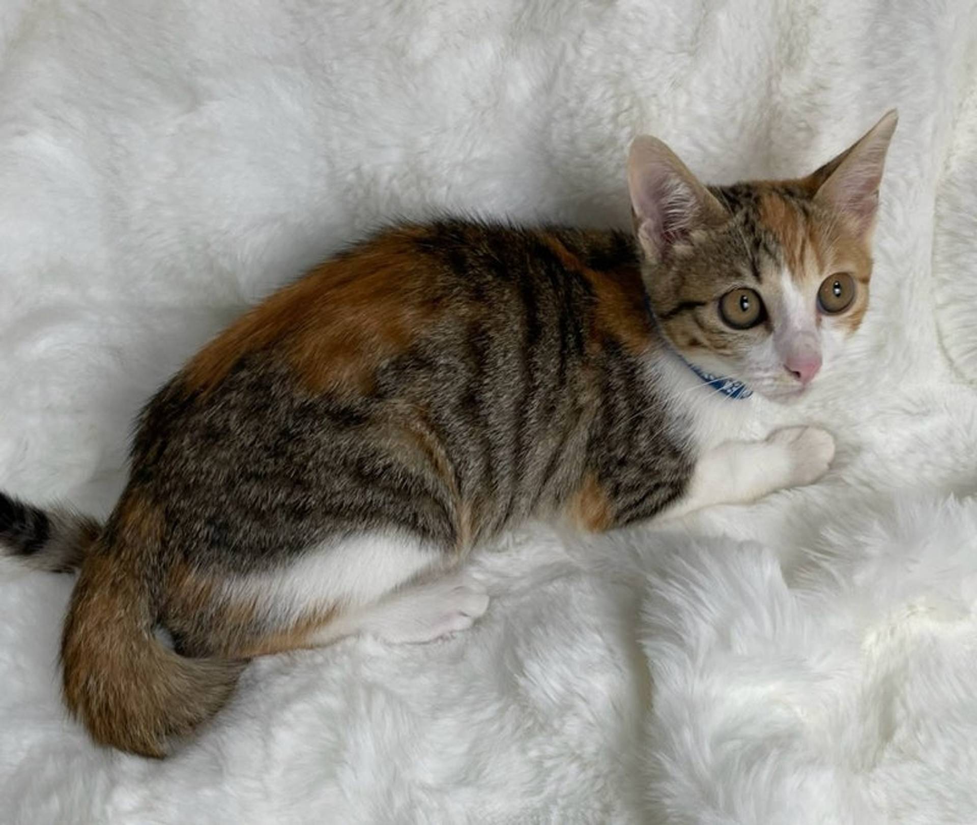 雑種（ミックス猫）・メスの里親募集の写真
