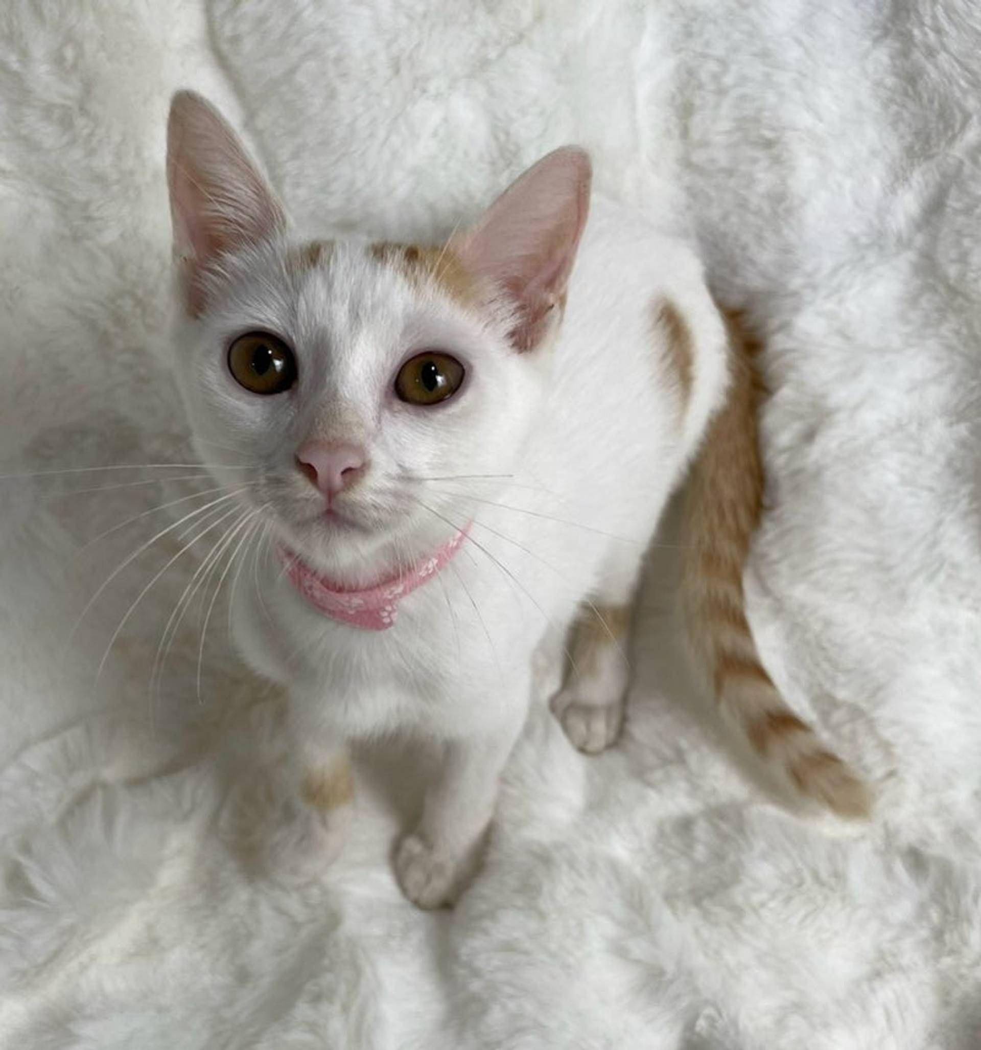雑種（ミックス猫）・オスの里親募集の写真