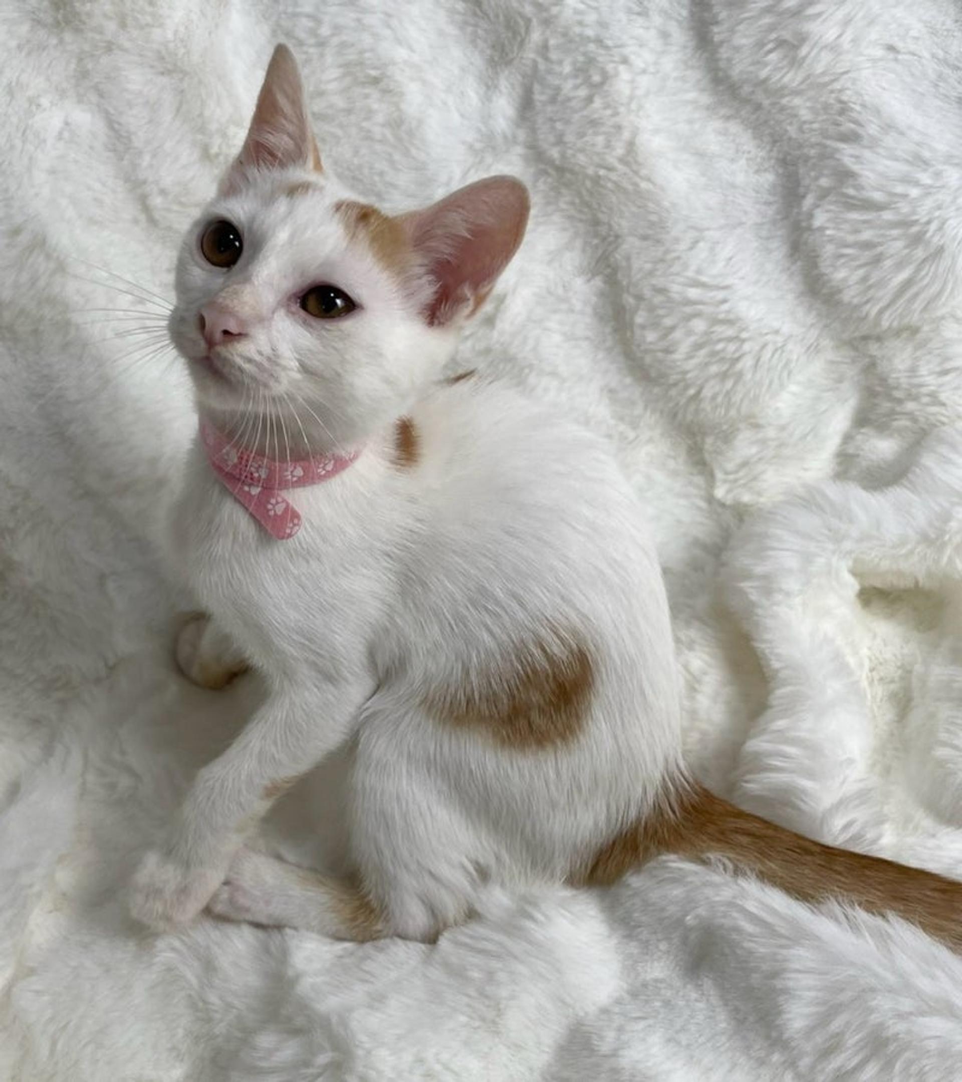 pet-image-4