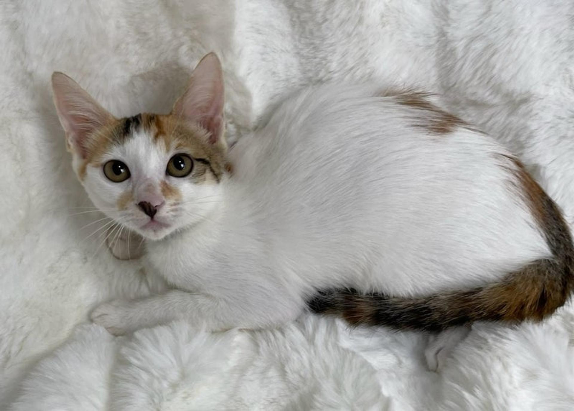 pet-image-4