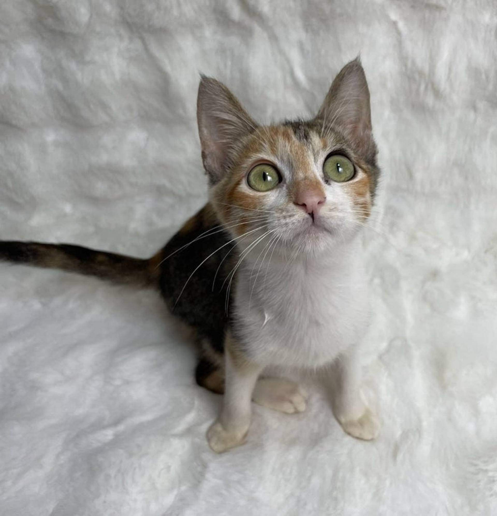 雑種（ミックス猫）・メスの里親募集の写真
