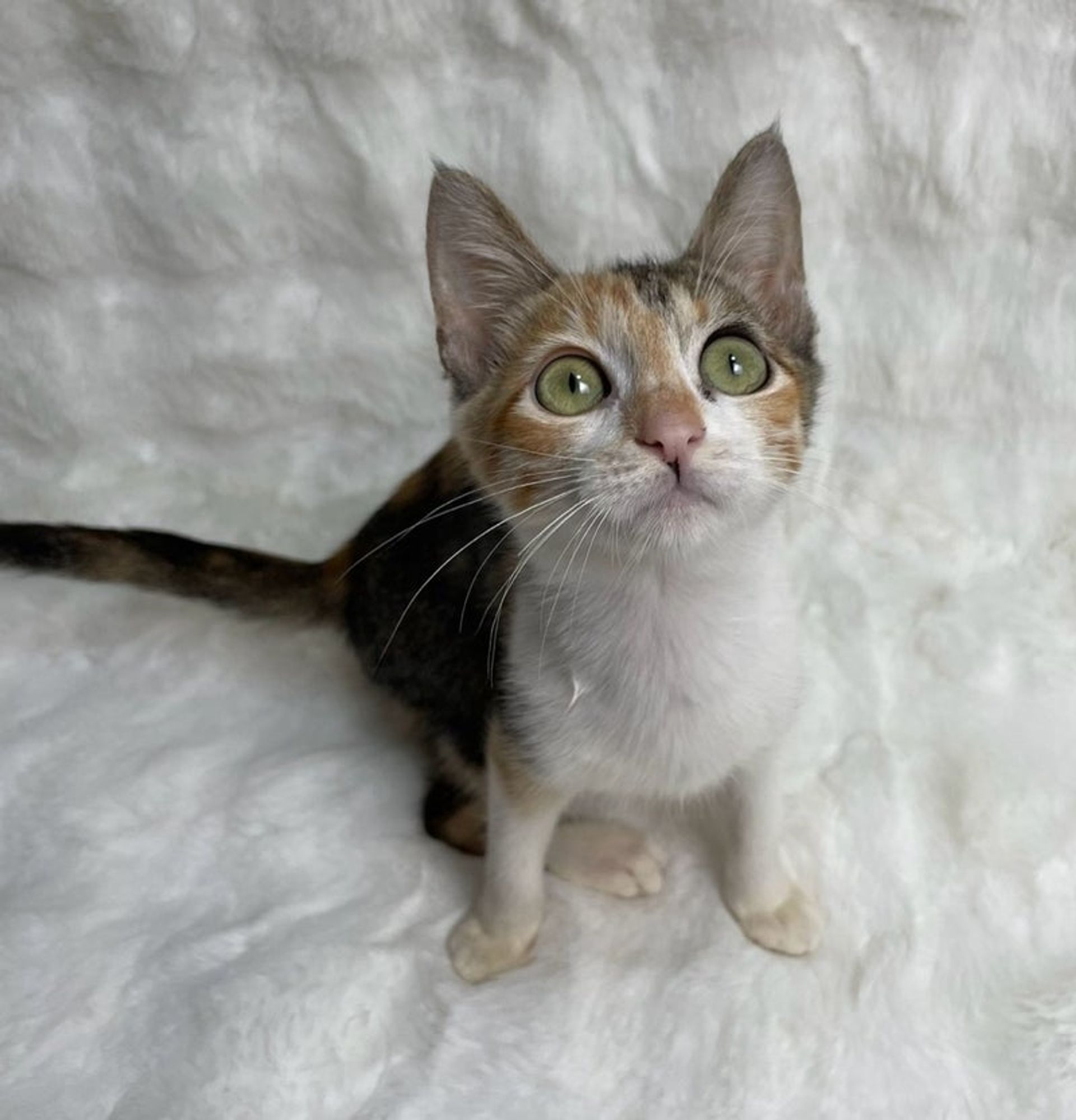雑種（ミックス猫）・メスの里親募集の写真