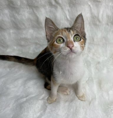 レクの写真
