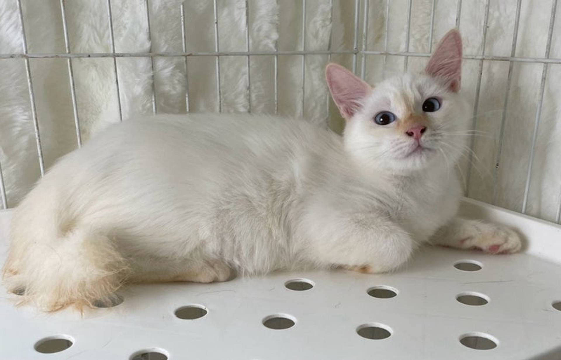 雑種（ミックス猫）・オスの里親募集の写真