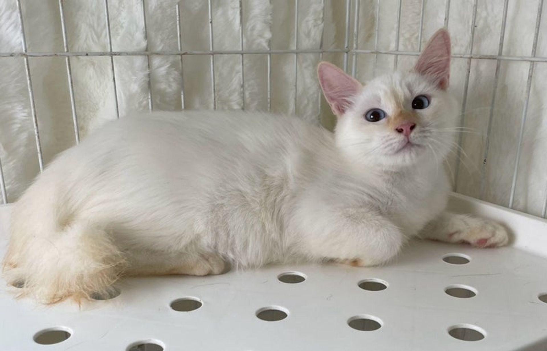 雑種（ミックス猫）・オスの里親募集の写真