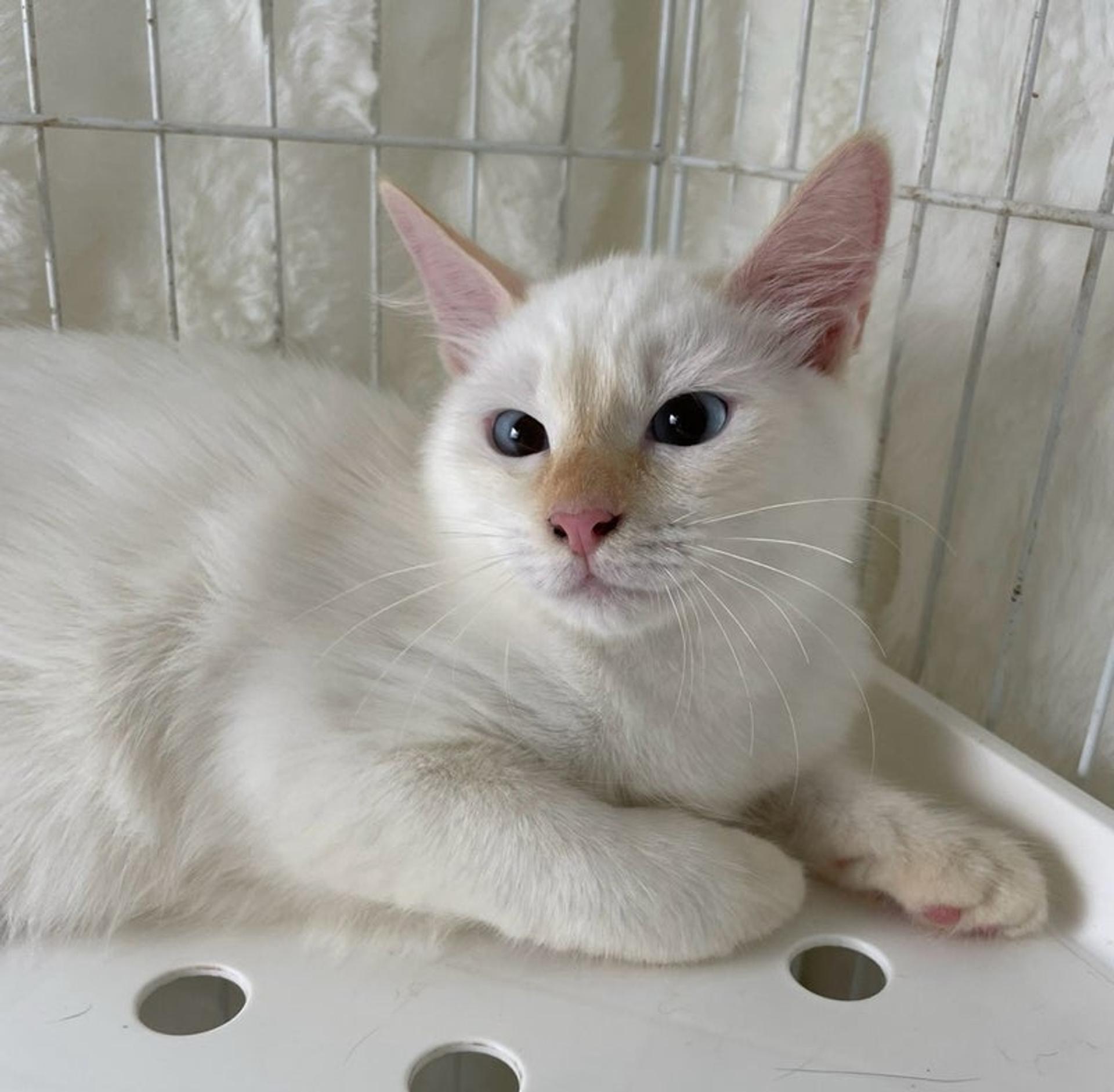 pet-image-2