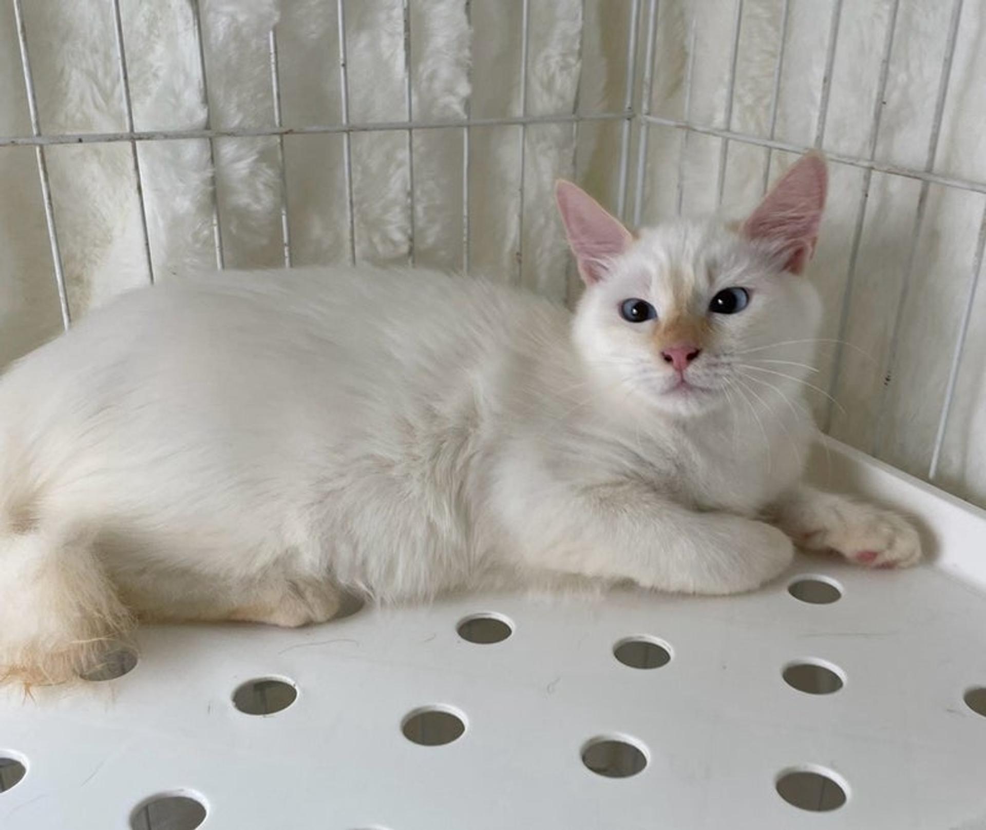 pet-image-4