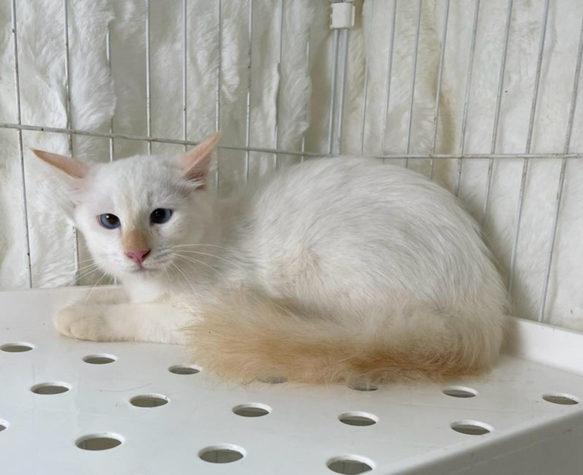 pet-image-3