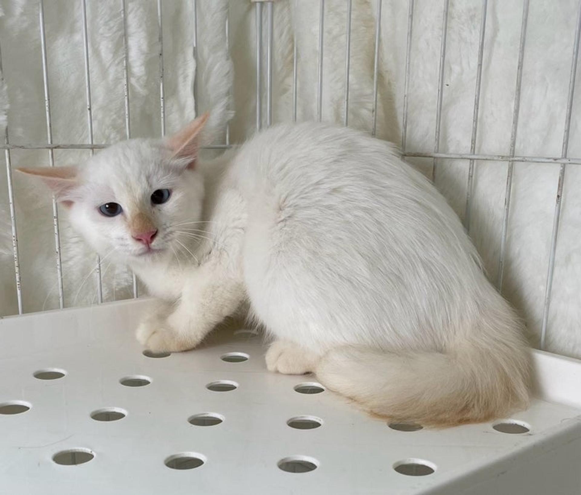 pet-image-4