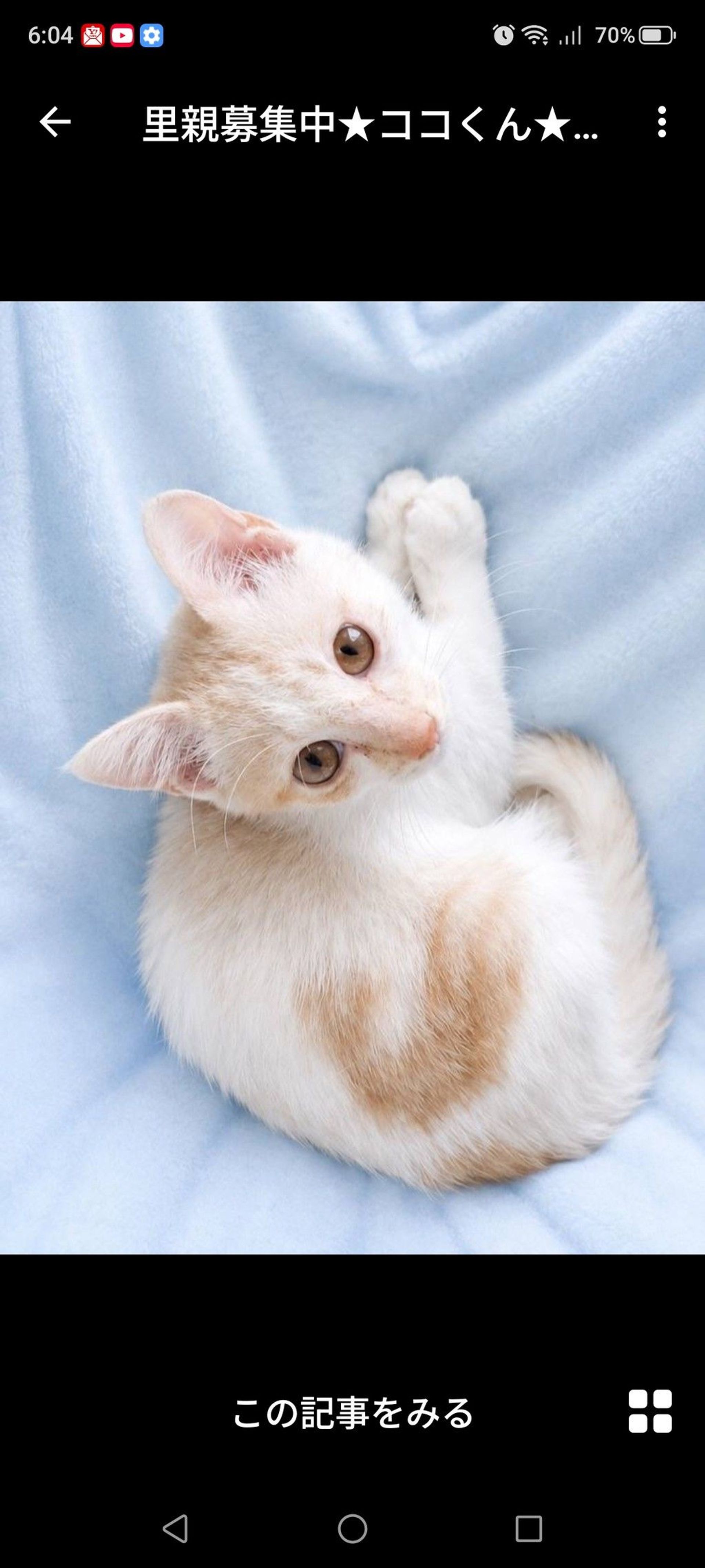 雑種（ミックス猫）・オスの里親募集の写真