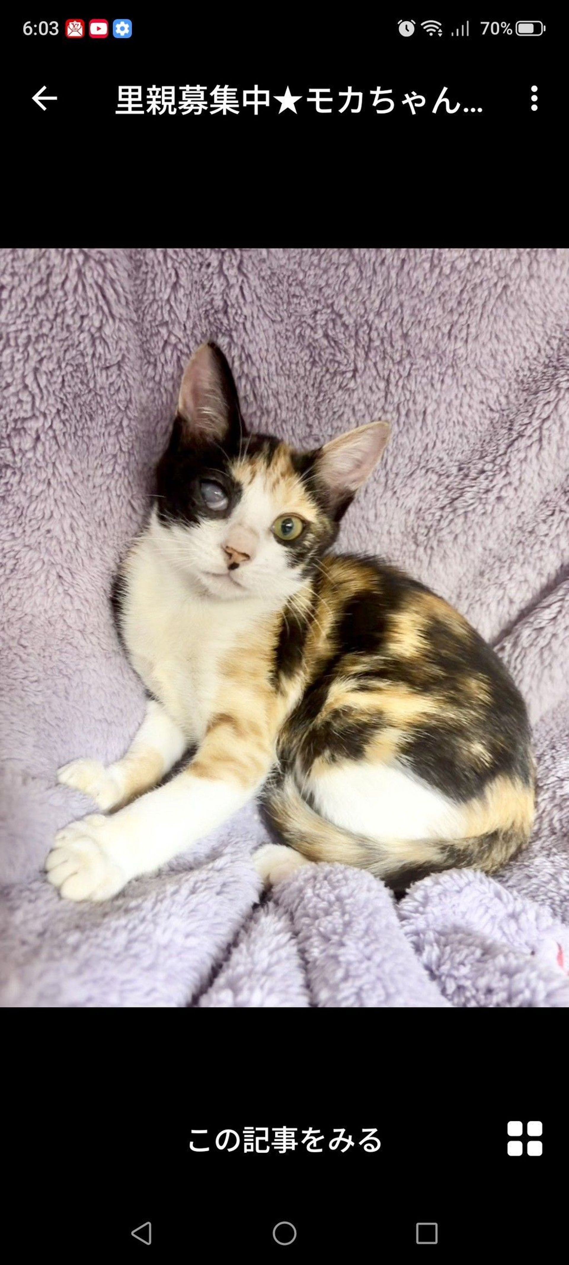 雑種（ミックス猫）・メスの里親募集の写真