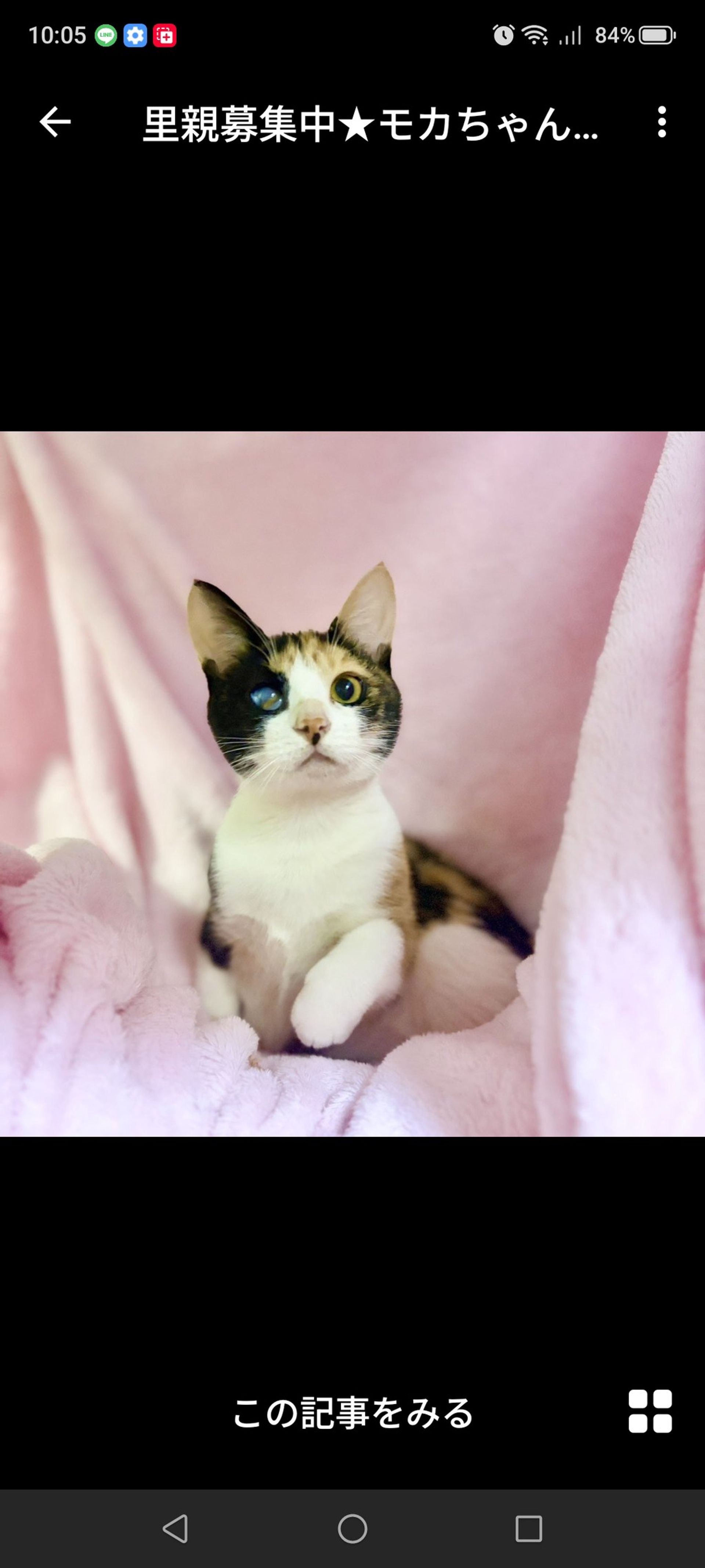 雑種（ミックス猫）・メスの里親募集の写真