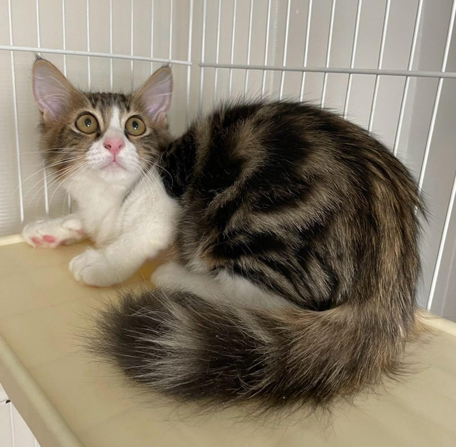 pet-image-3