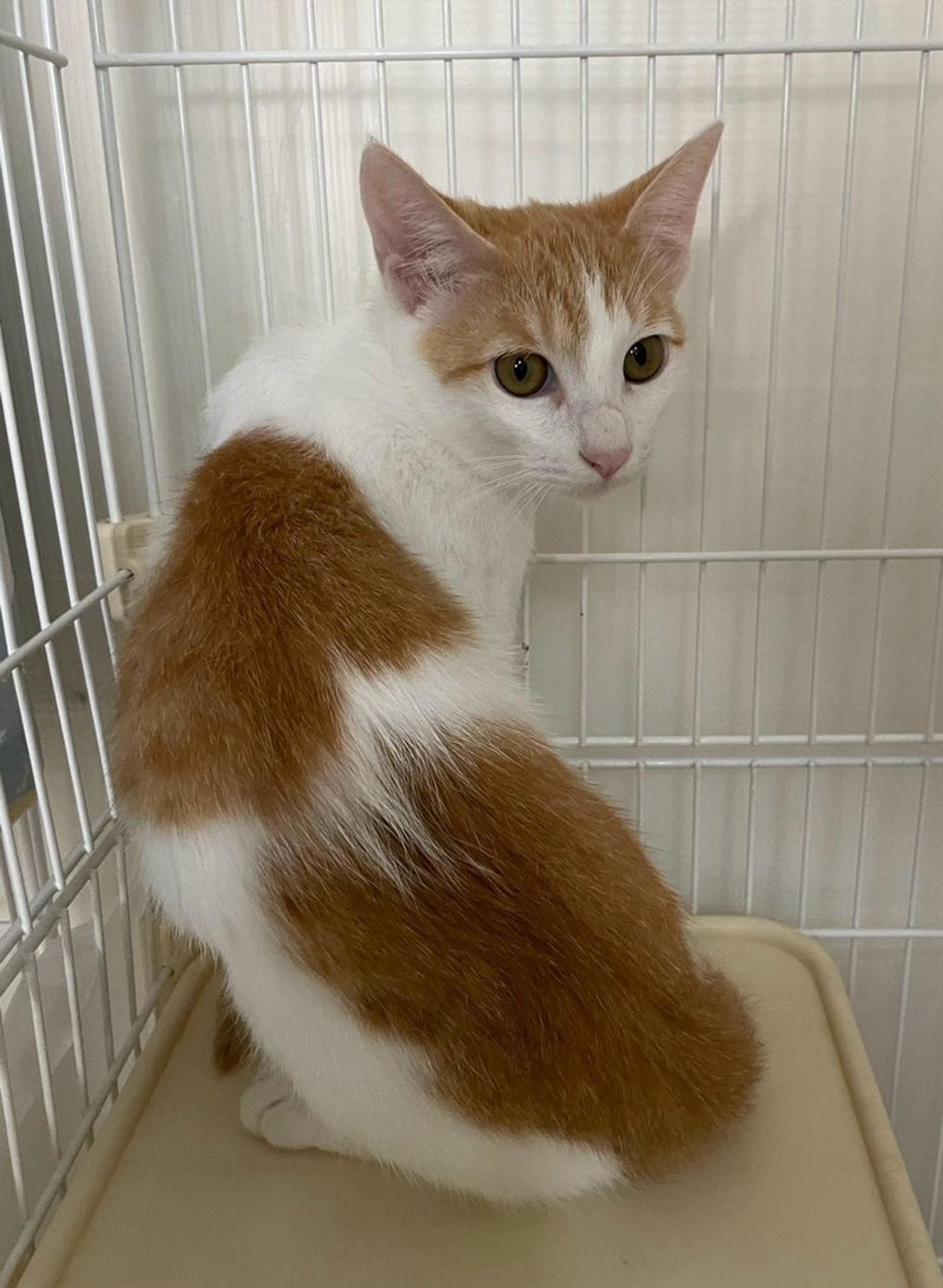 pet-image-2