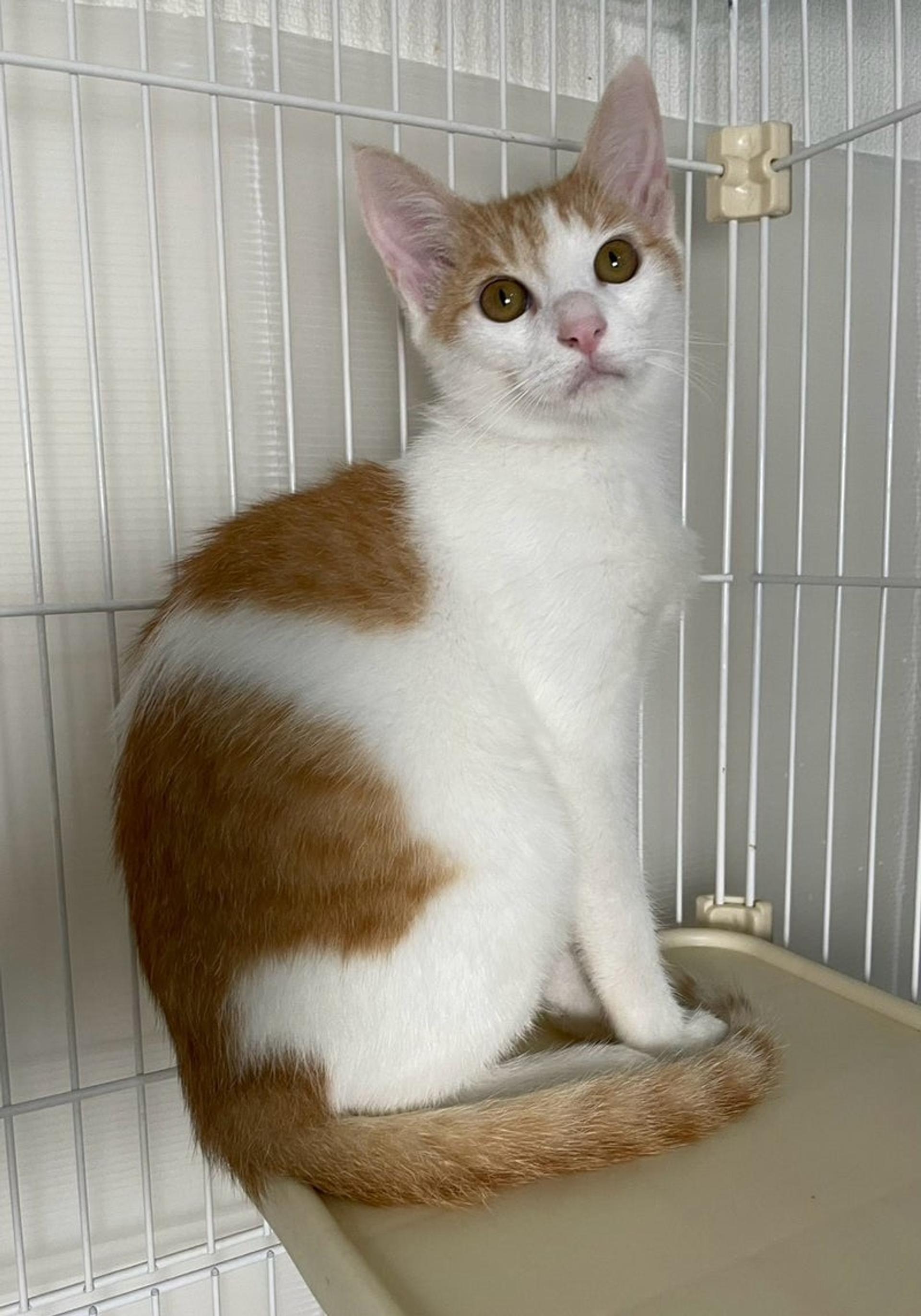 pet-image-3