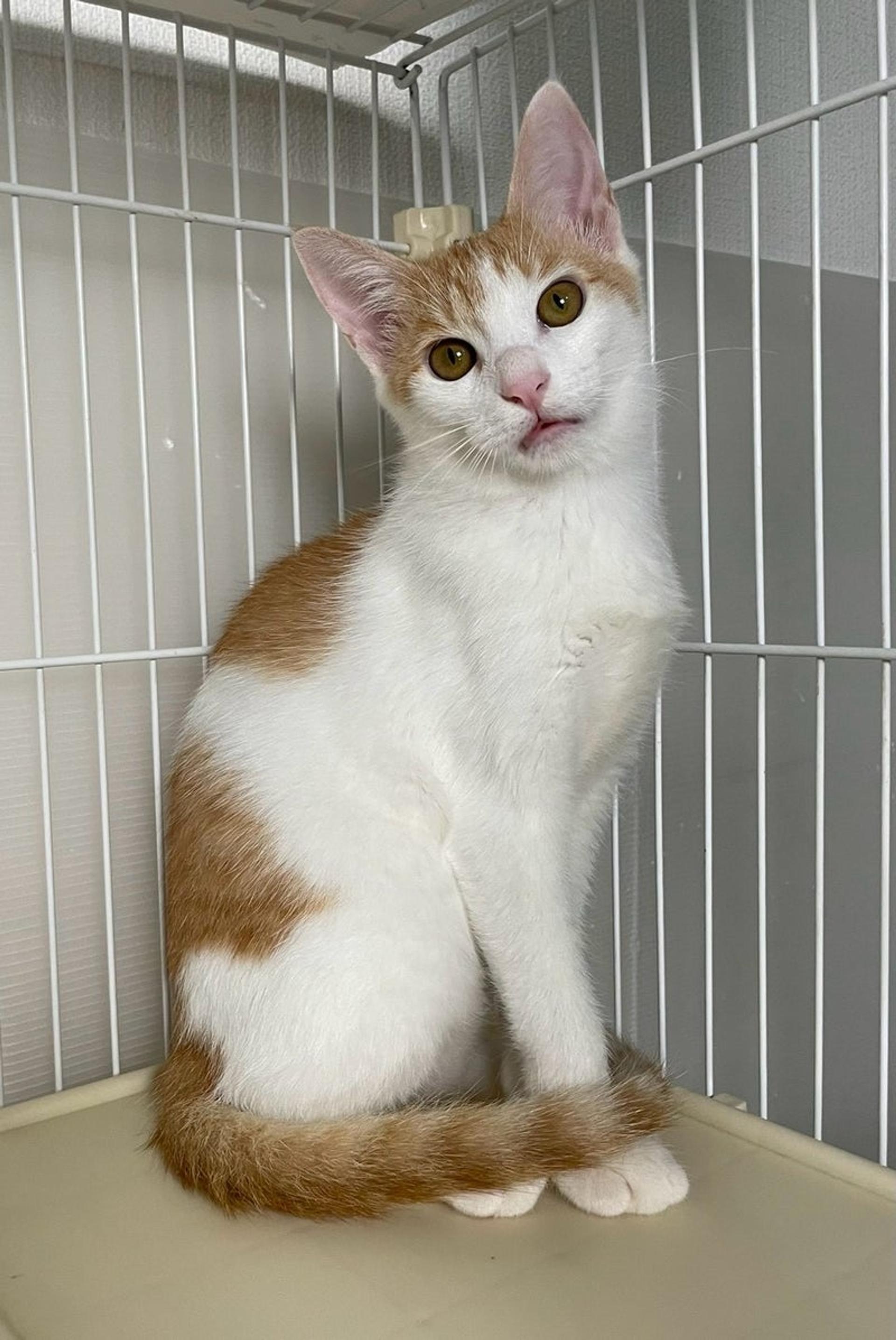 pet-image-4